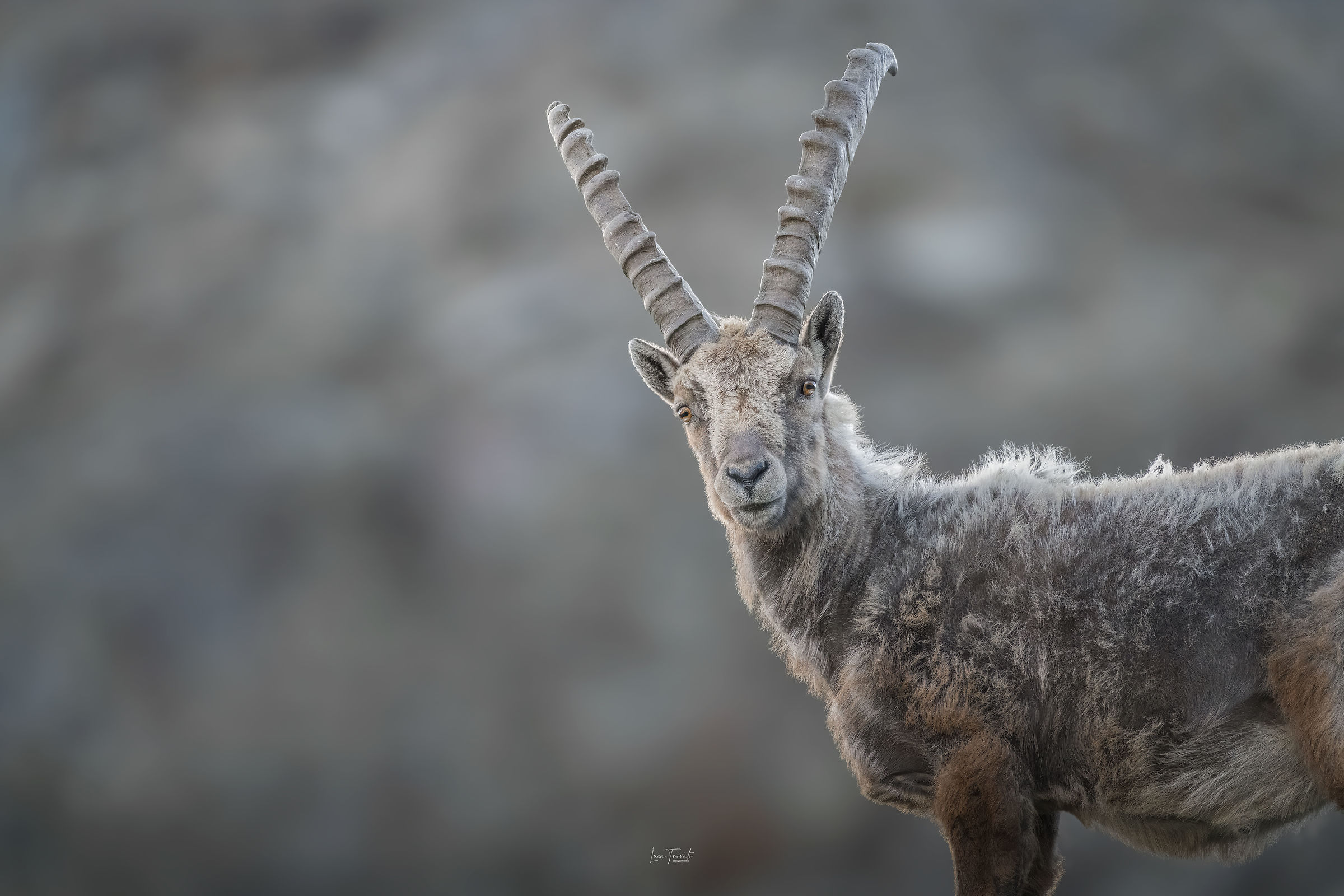 Ibex