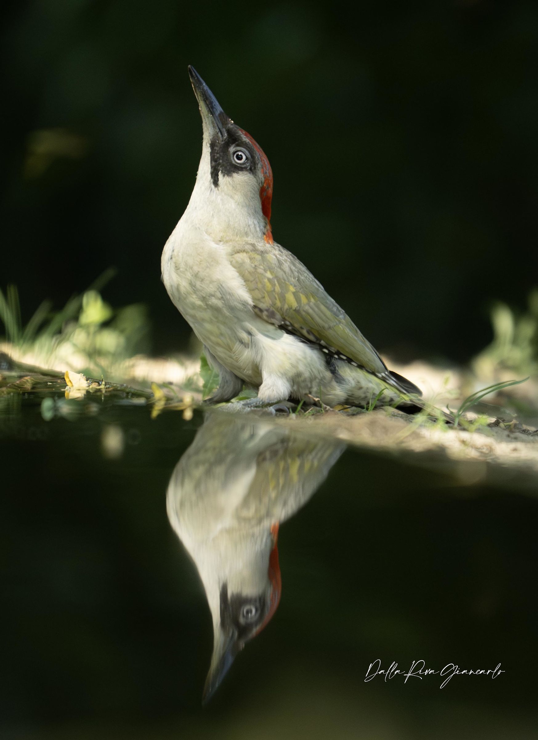Green woodpecker