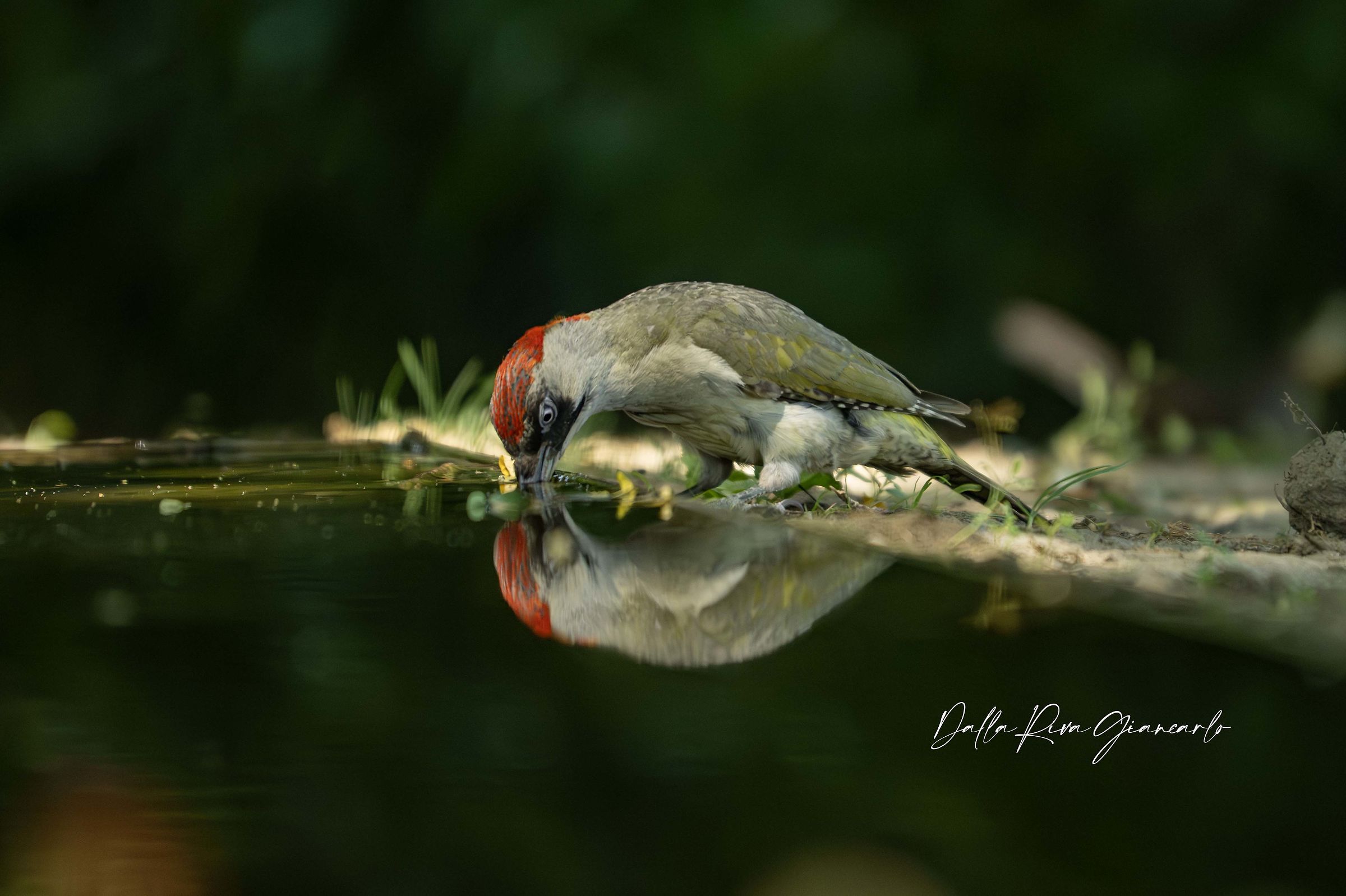 Green woodpecker