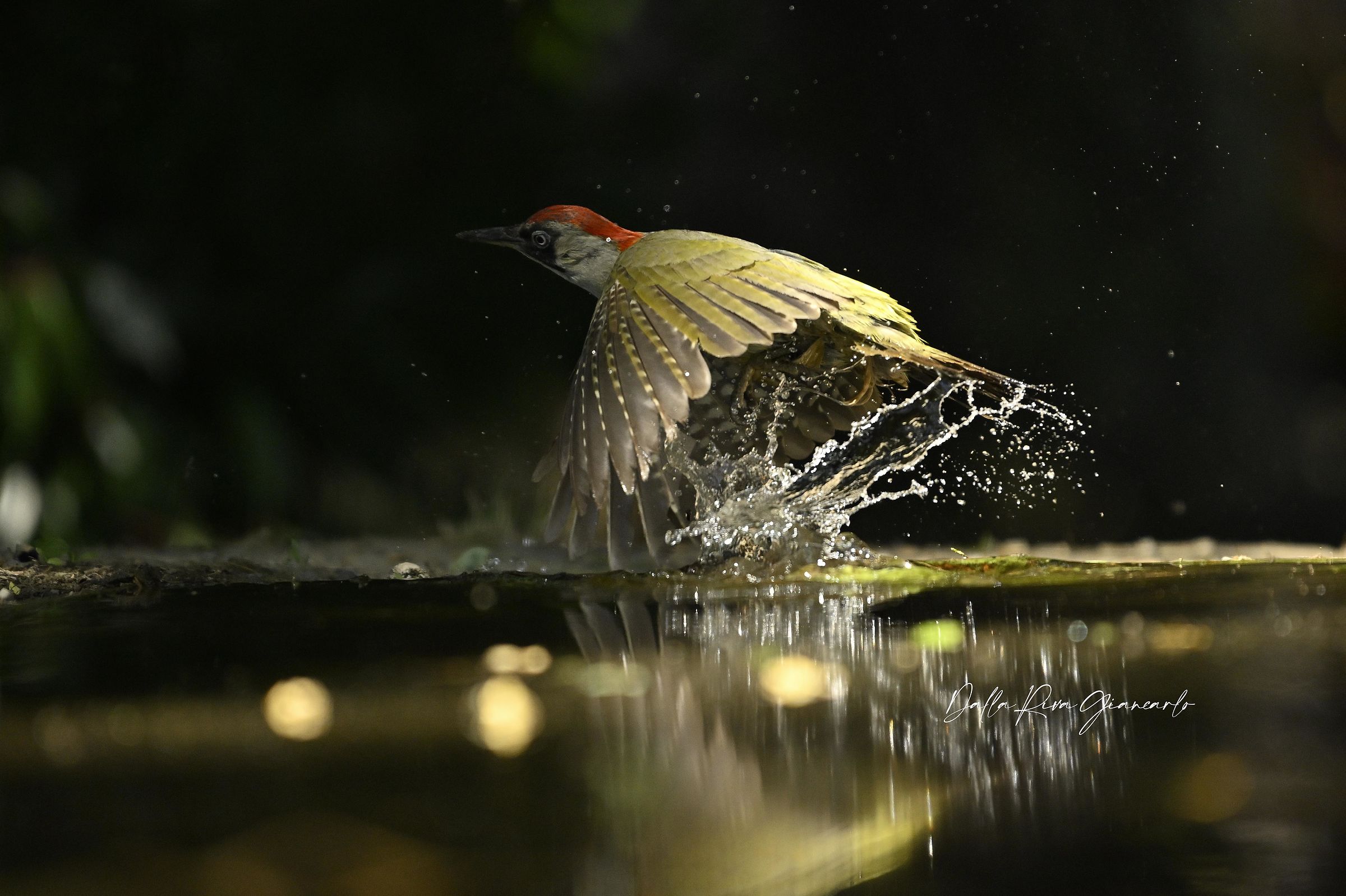 Green woodpecker