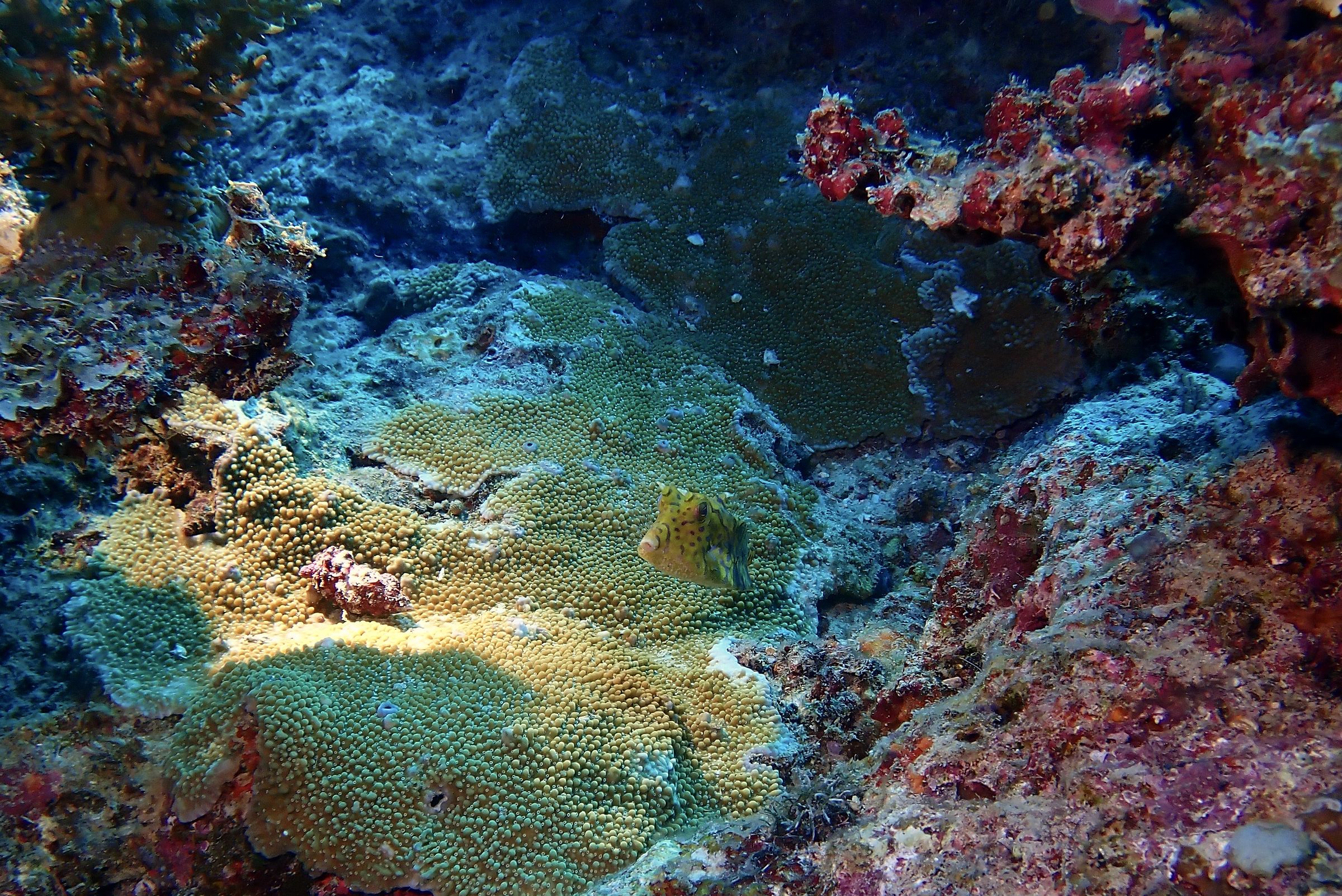 Horned Boxfish (Lactoria cornuta)