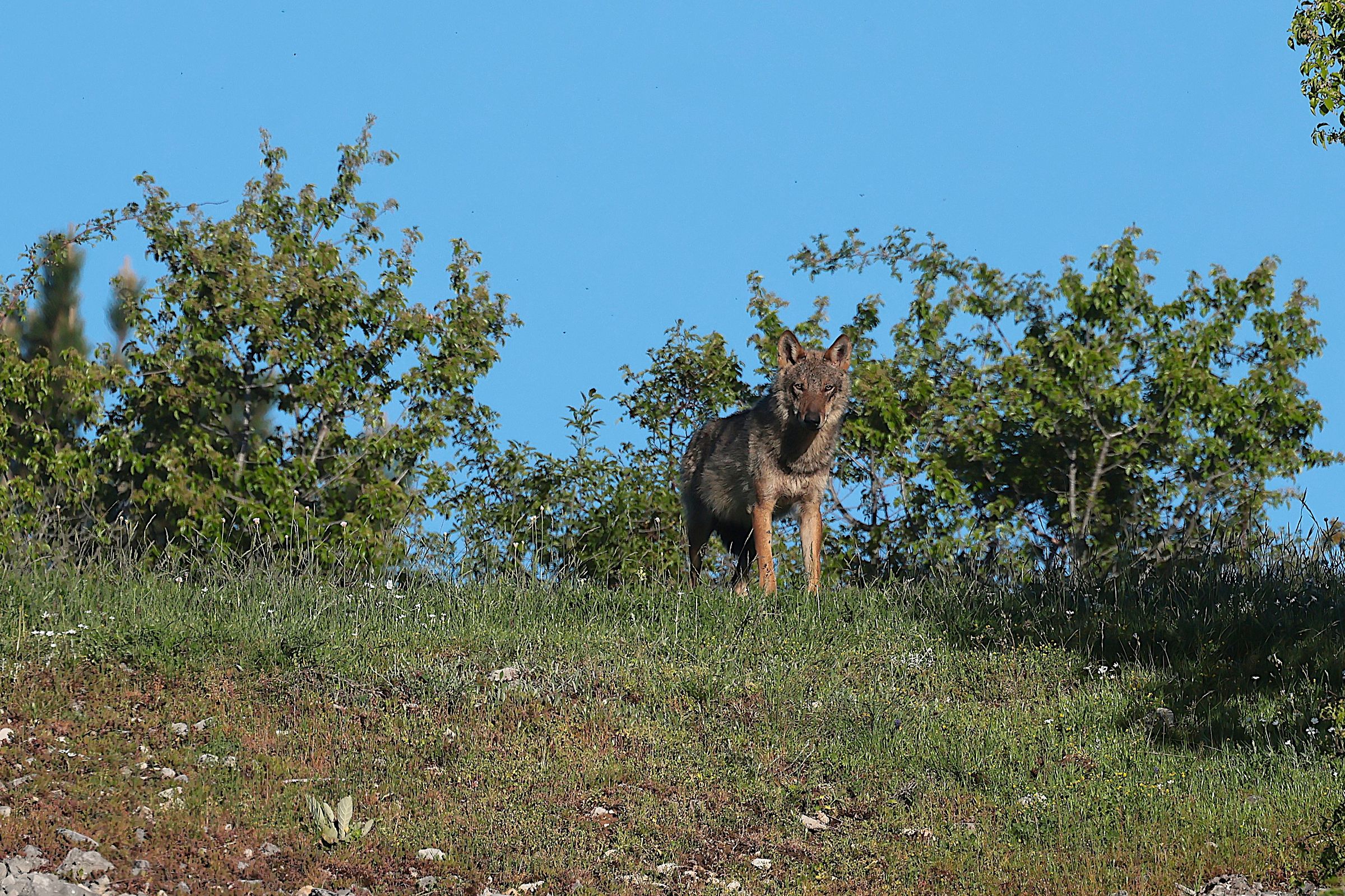 Lupo del Pnalm
