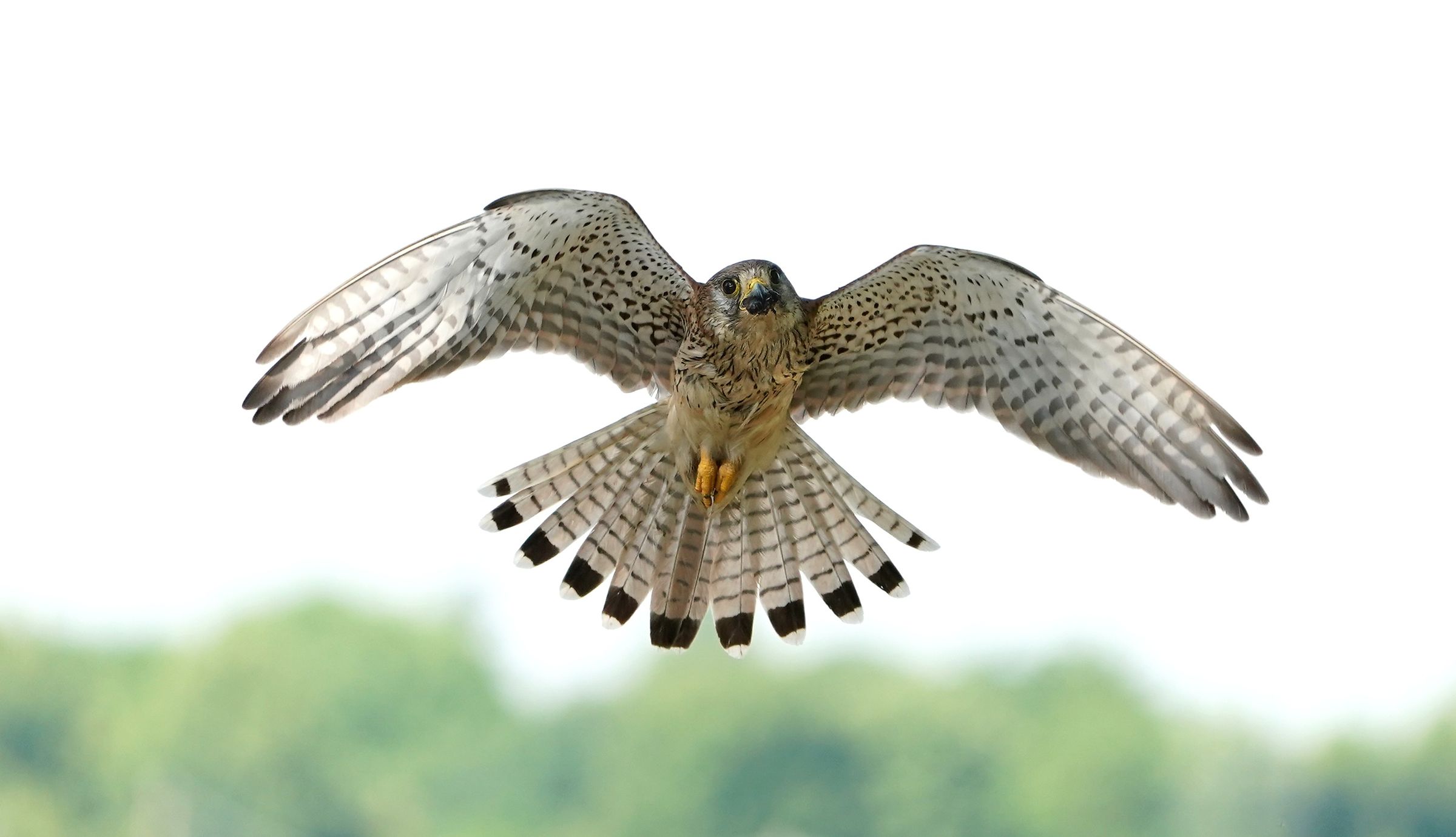 The female with the prey
