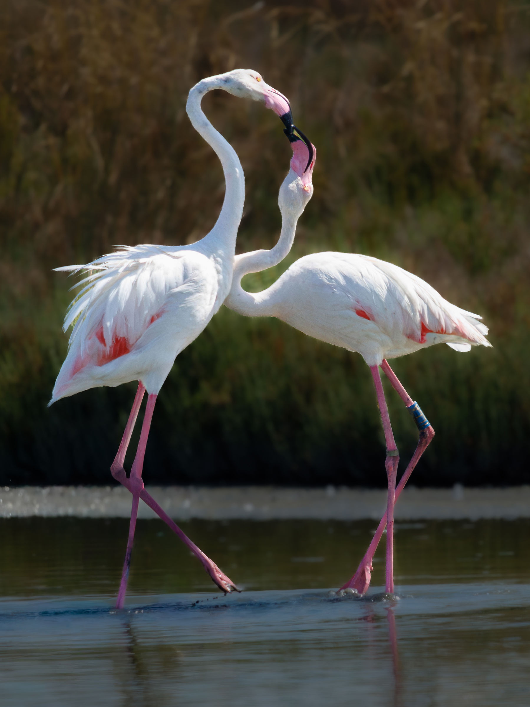 Flamingos