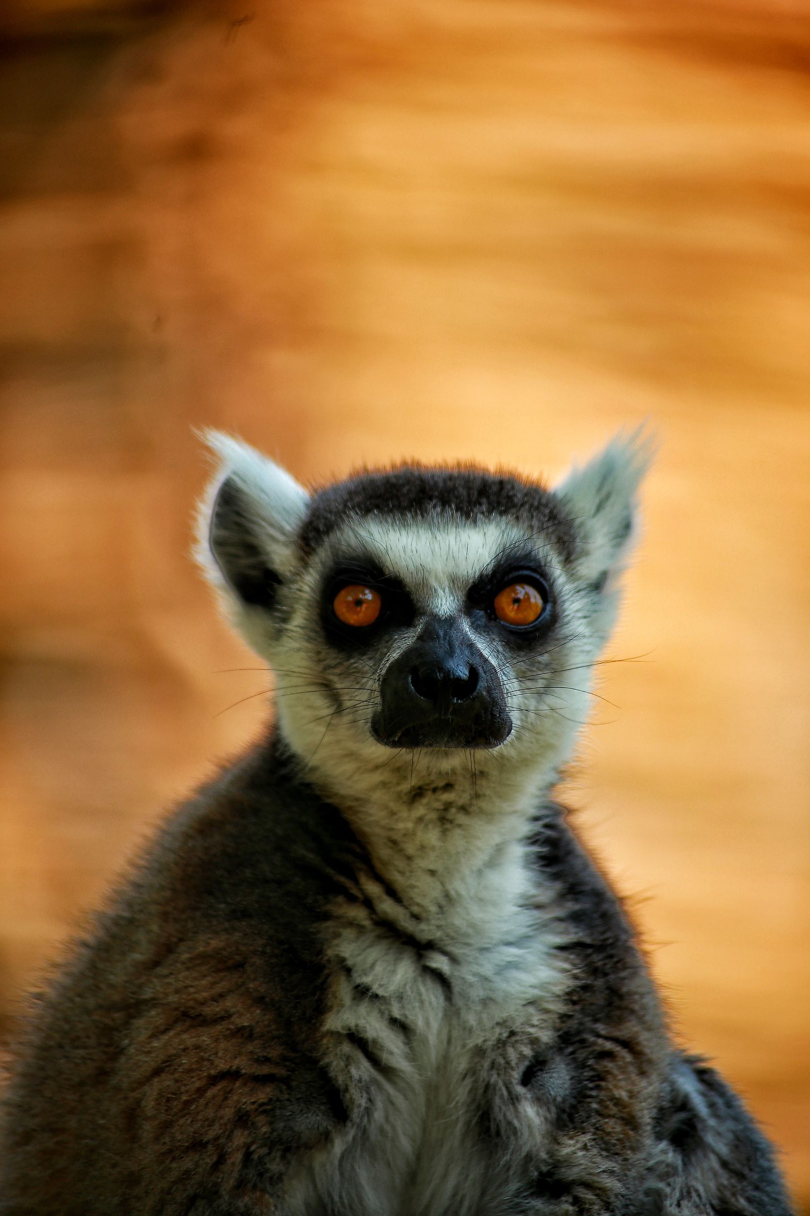 King Julien