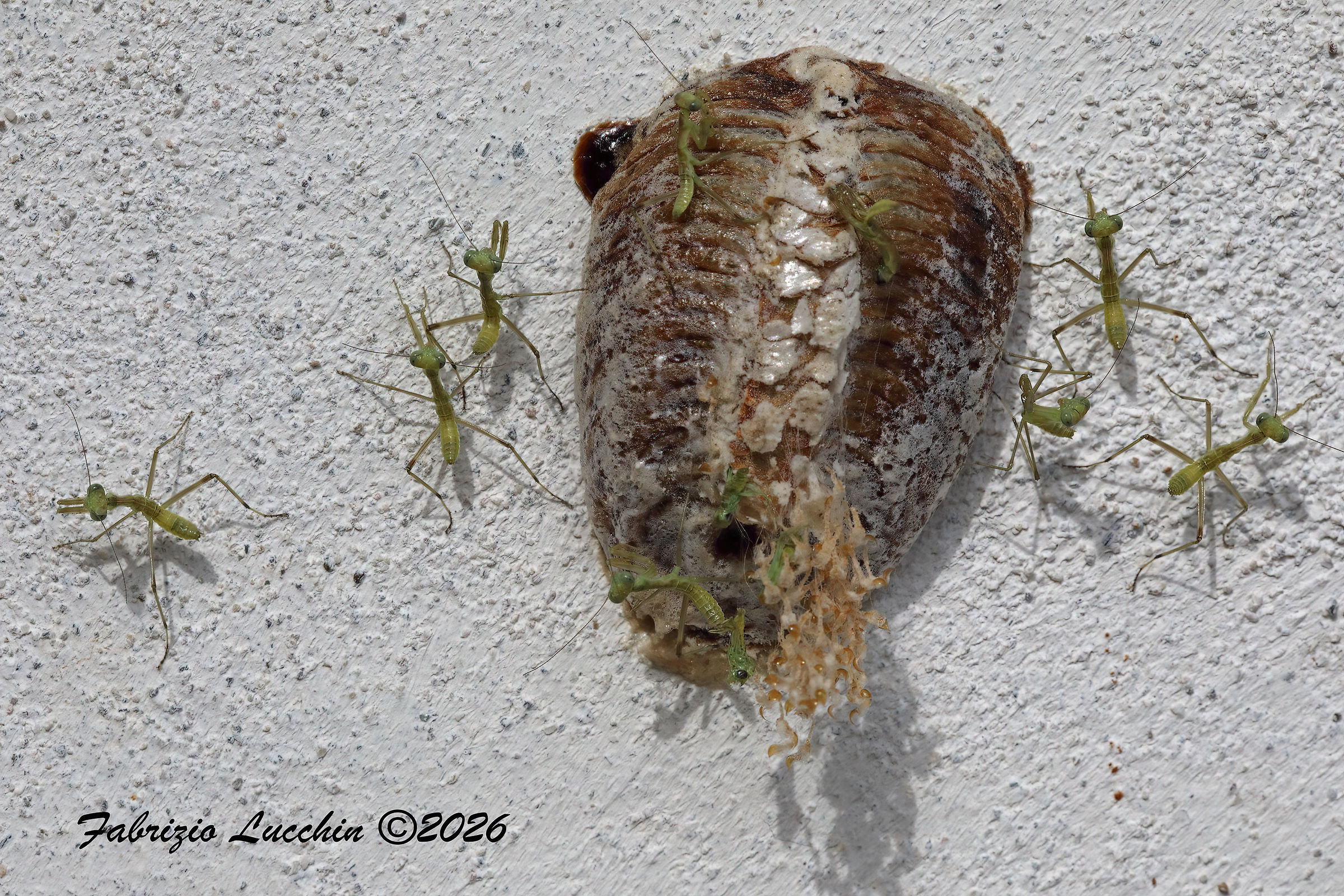 Mantide religiosa