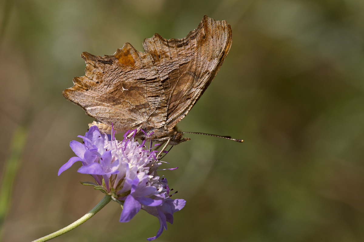Polygonia Aegean