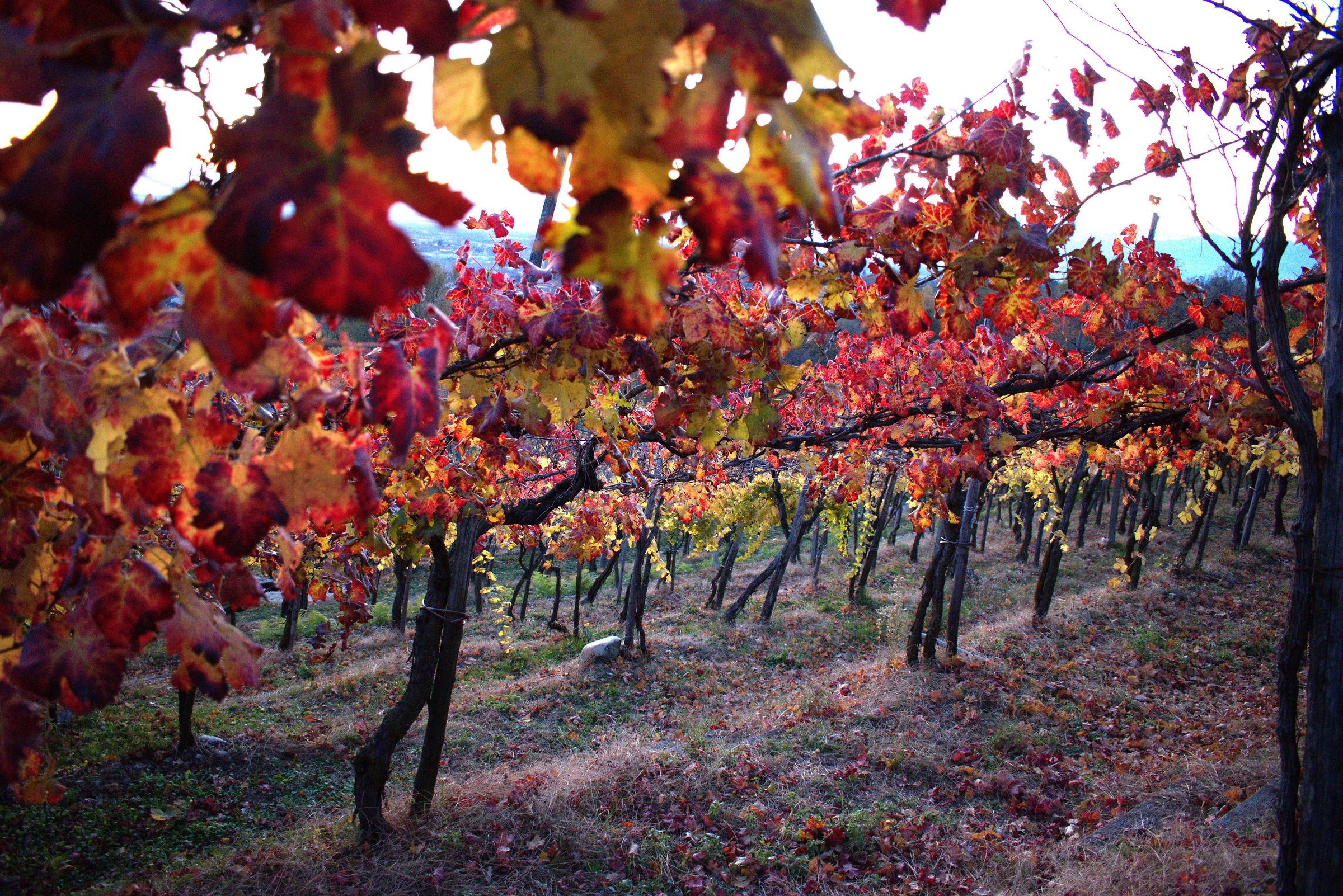 Vigne d'autunno