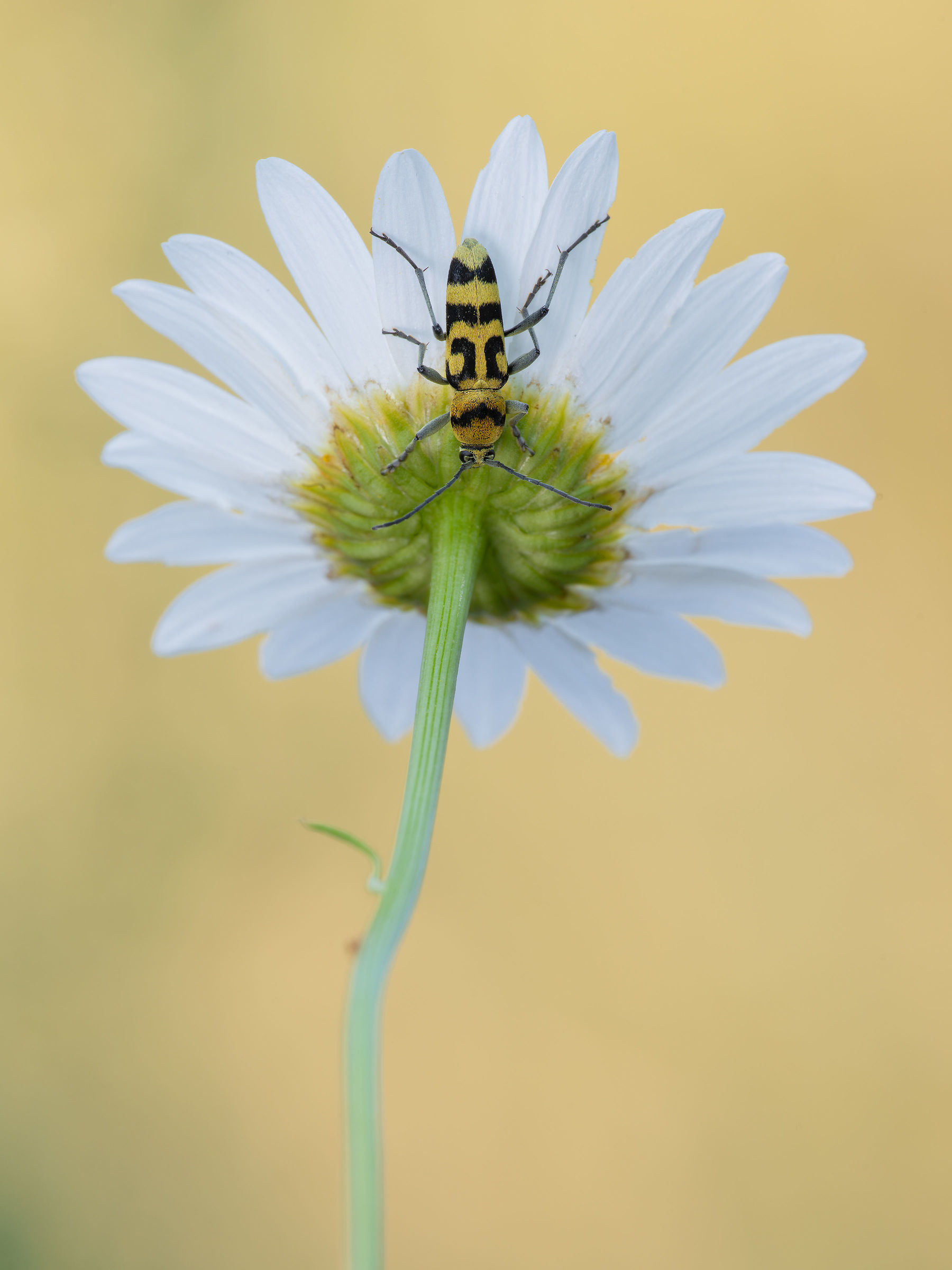 Clorophorus varius