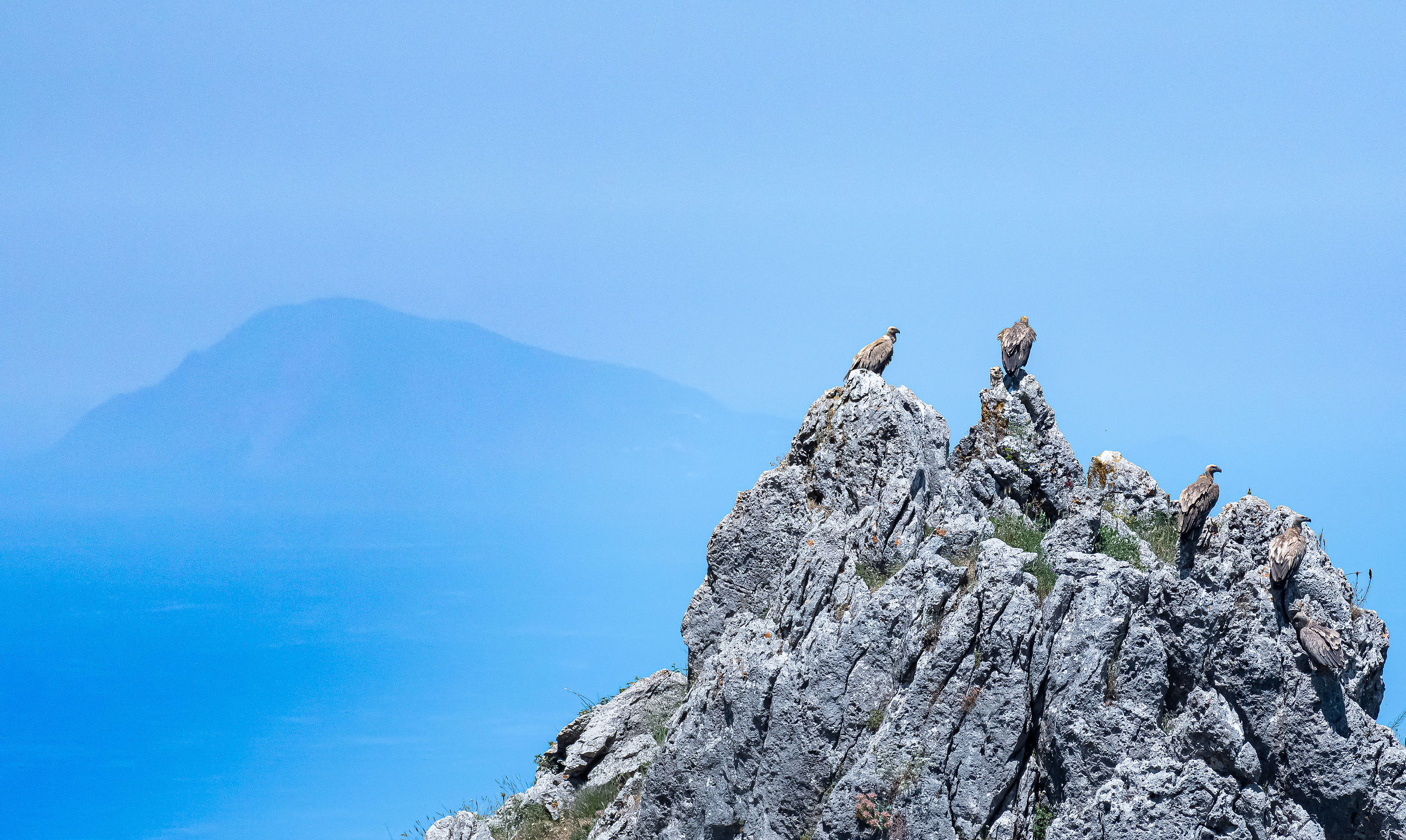 The encounter between griffon vultures, the island and the m...