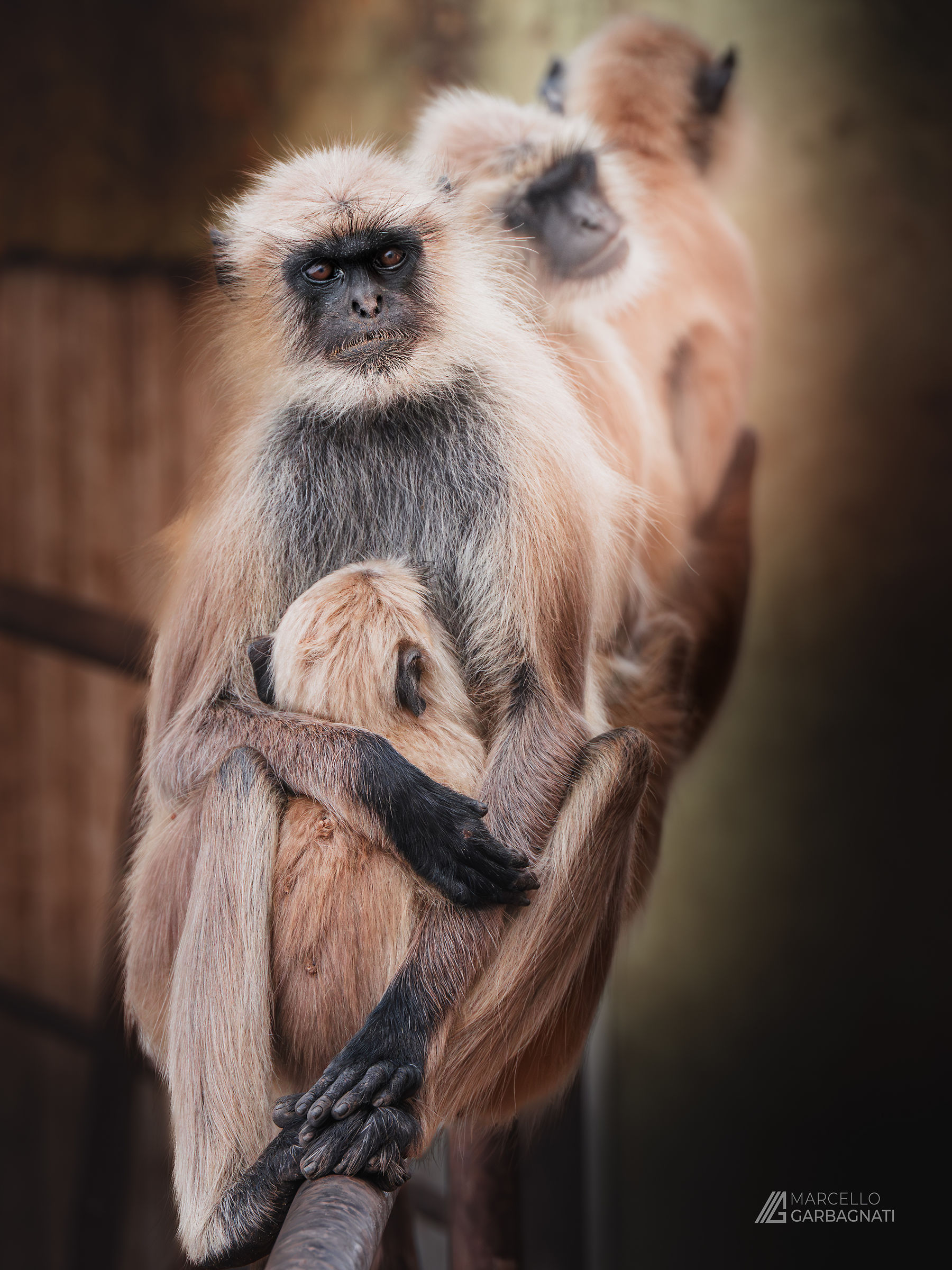 Grey langur