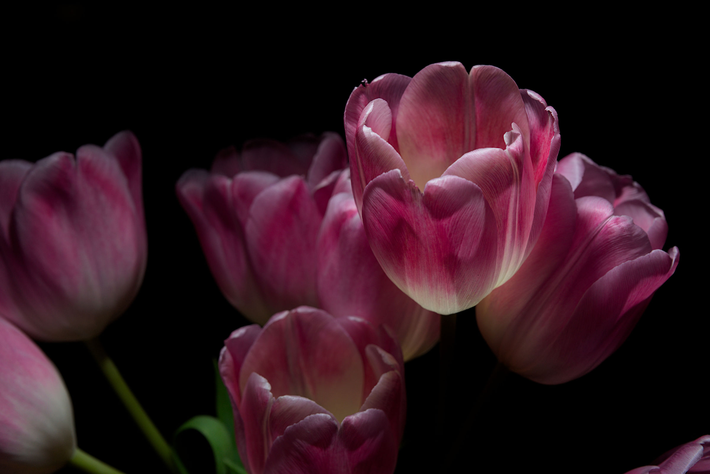 Tulips