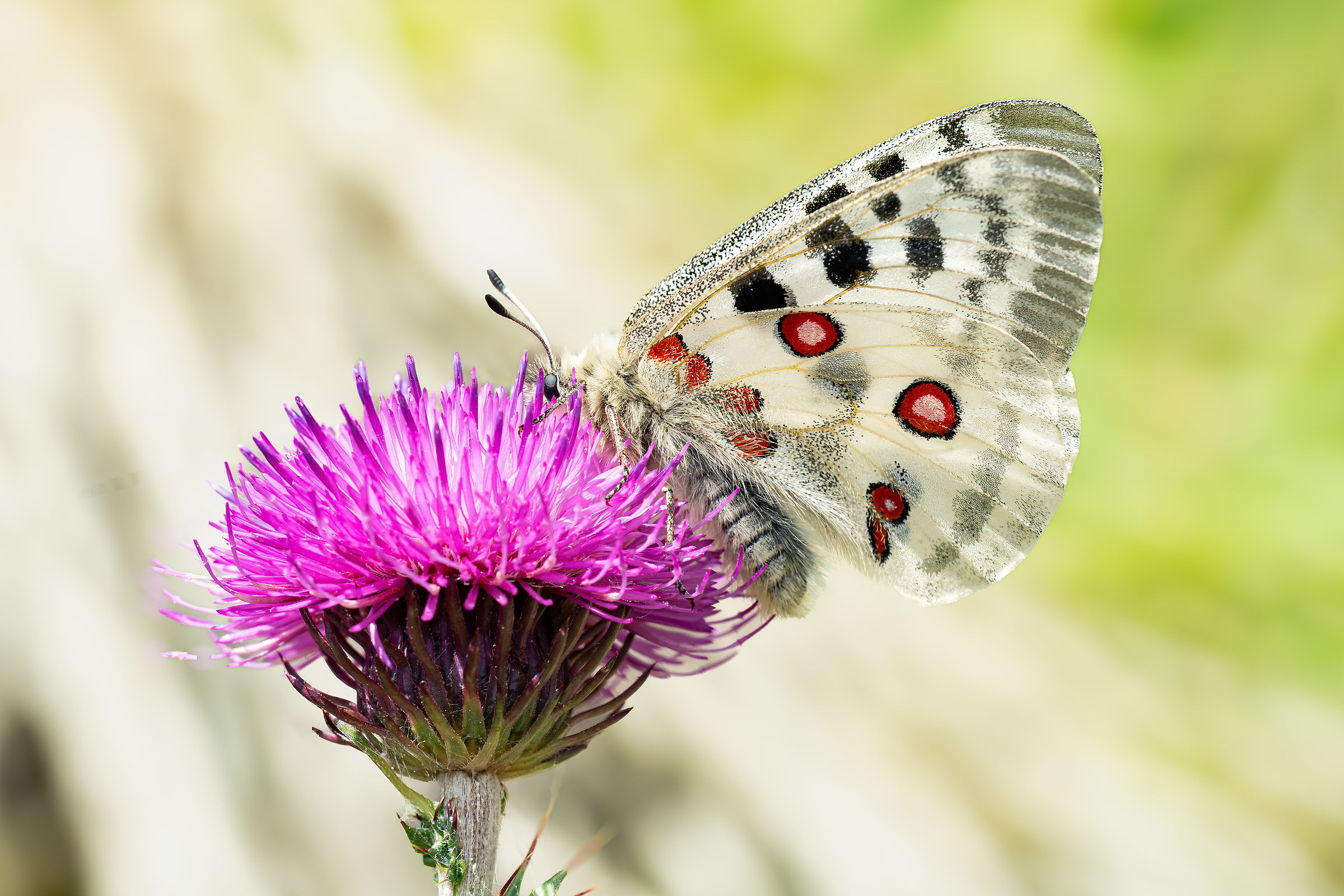 Parnassius apollo