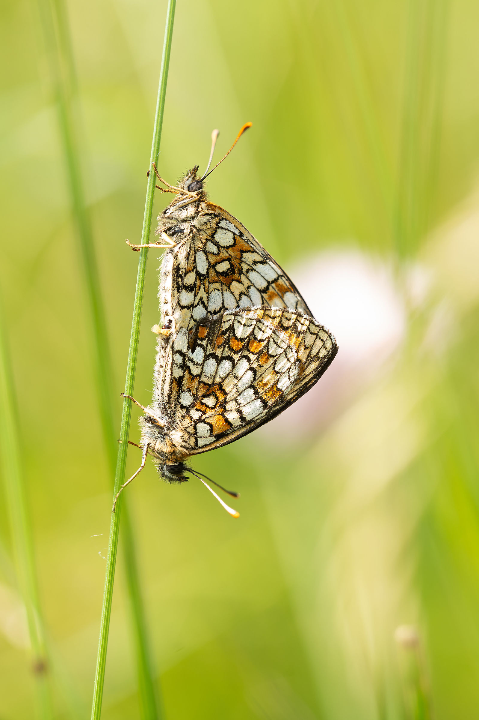 Melitaea athalia