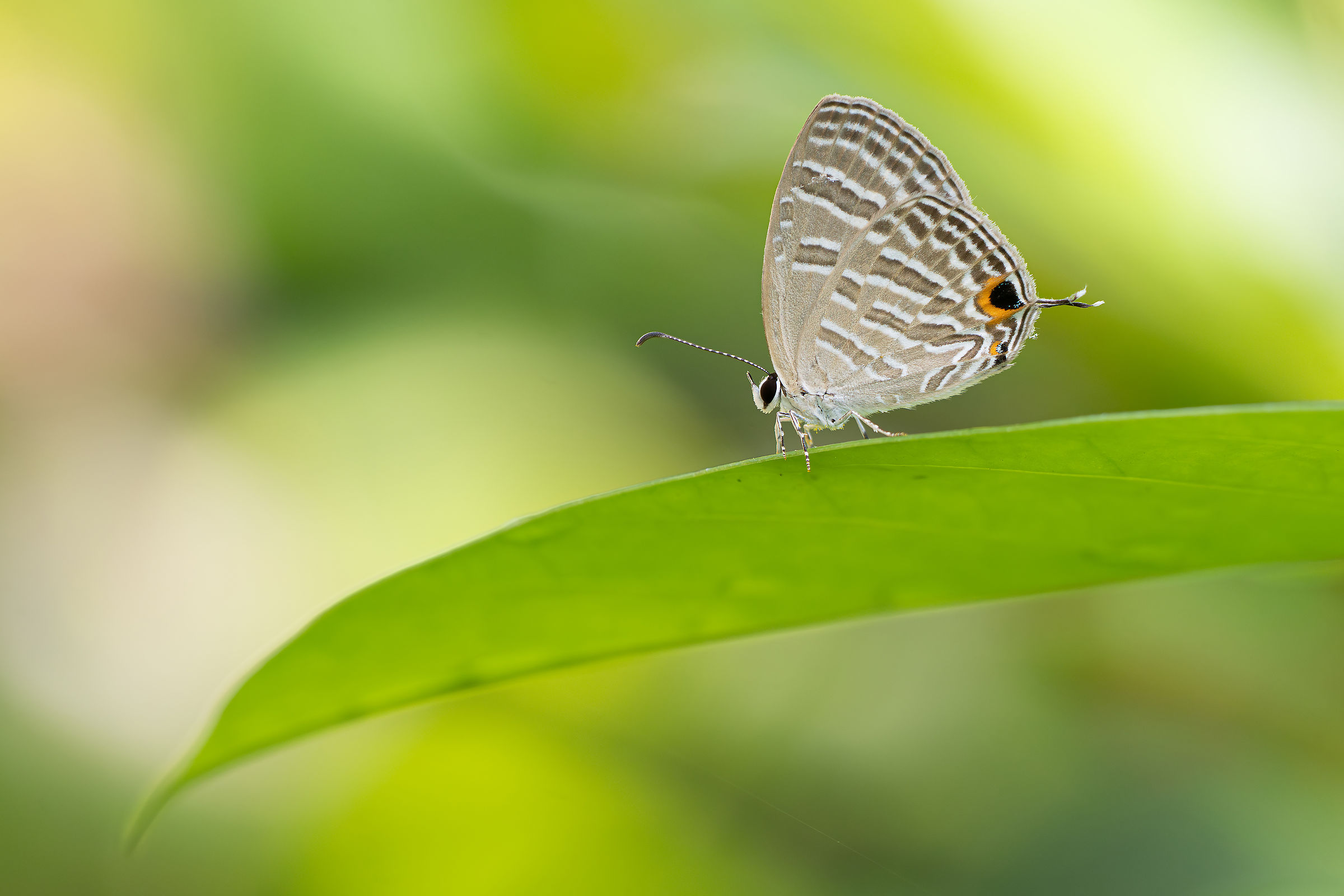 Antenna singola