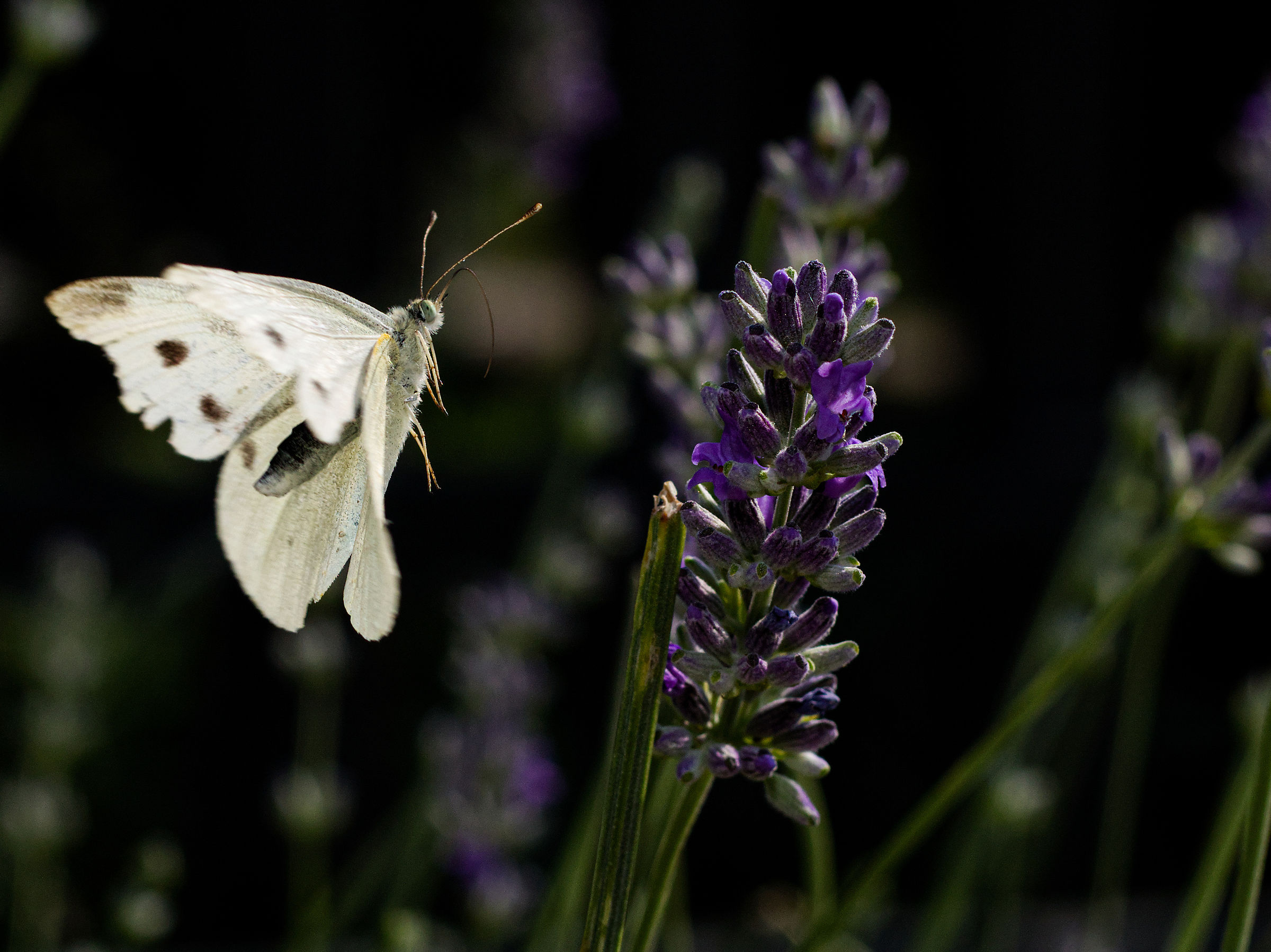 Flying butterfly