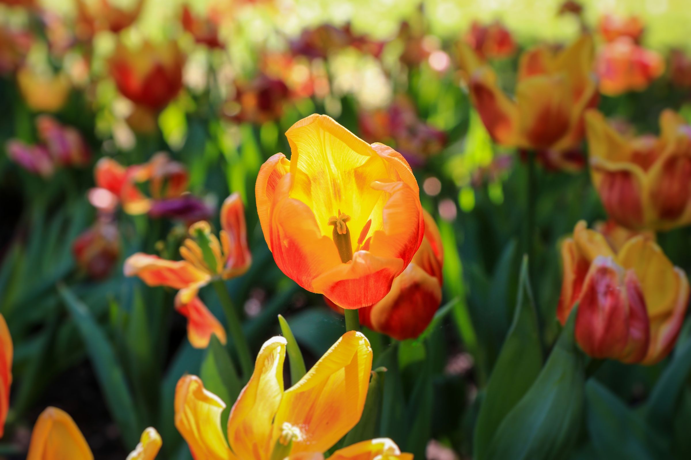 Tulips