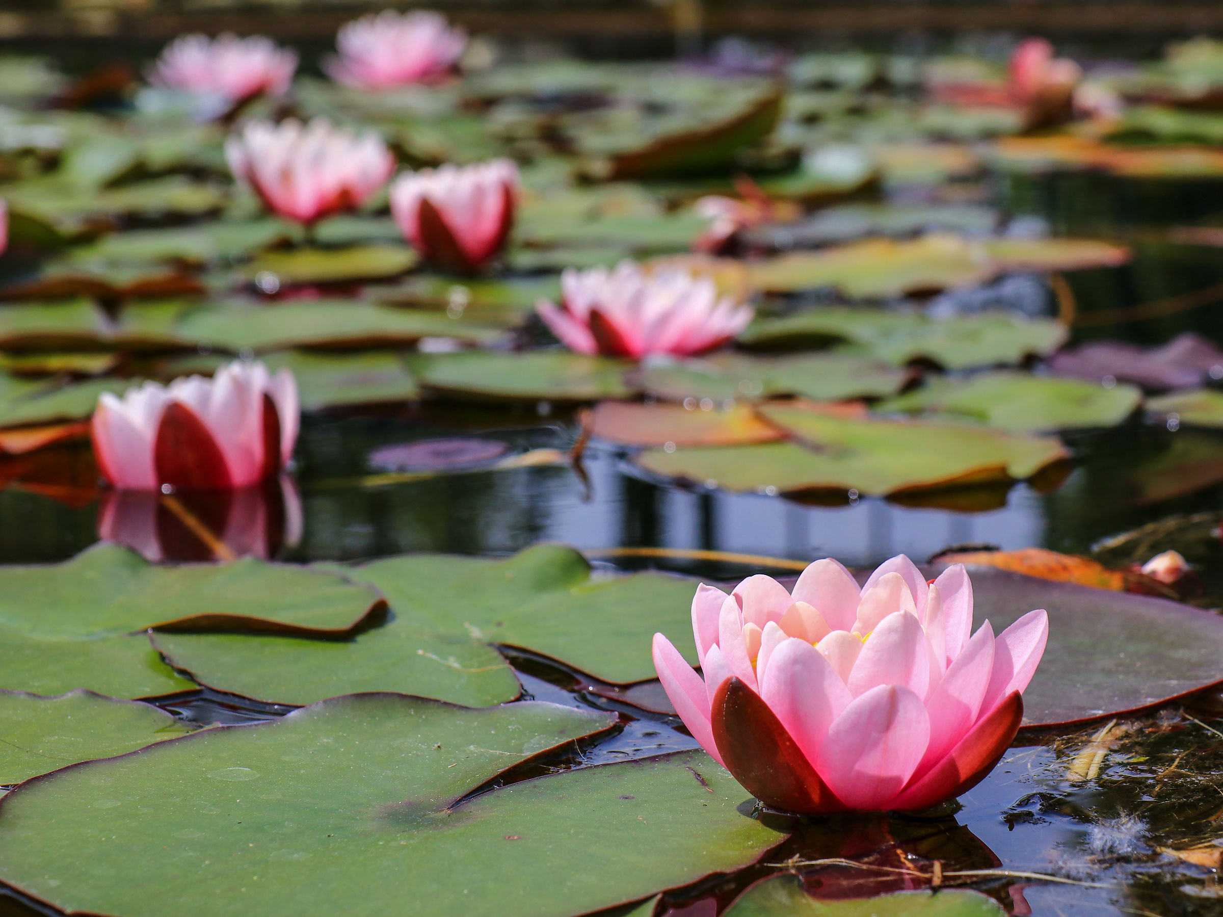 Water lilies
