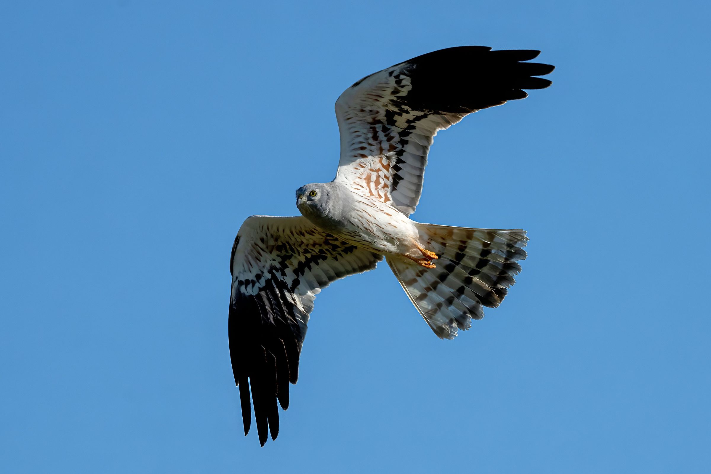 Montagu's Harrier (Circus pygargus) - male