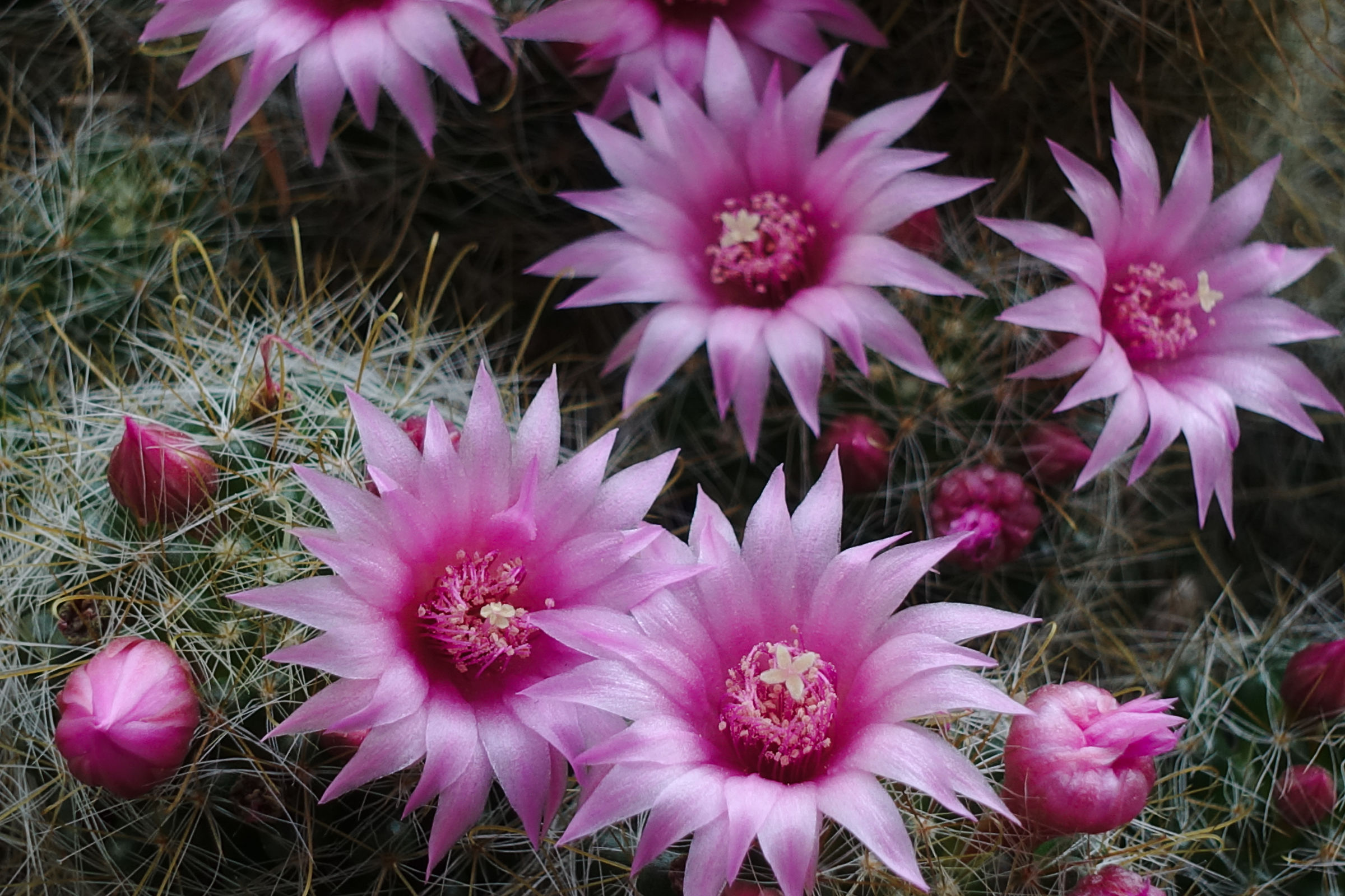 Cactus in May