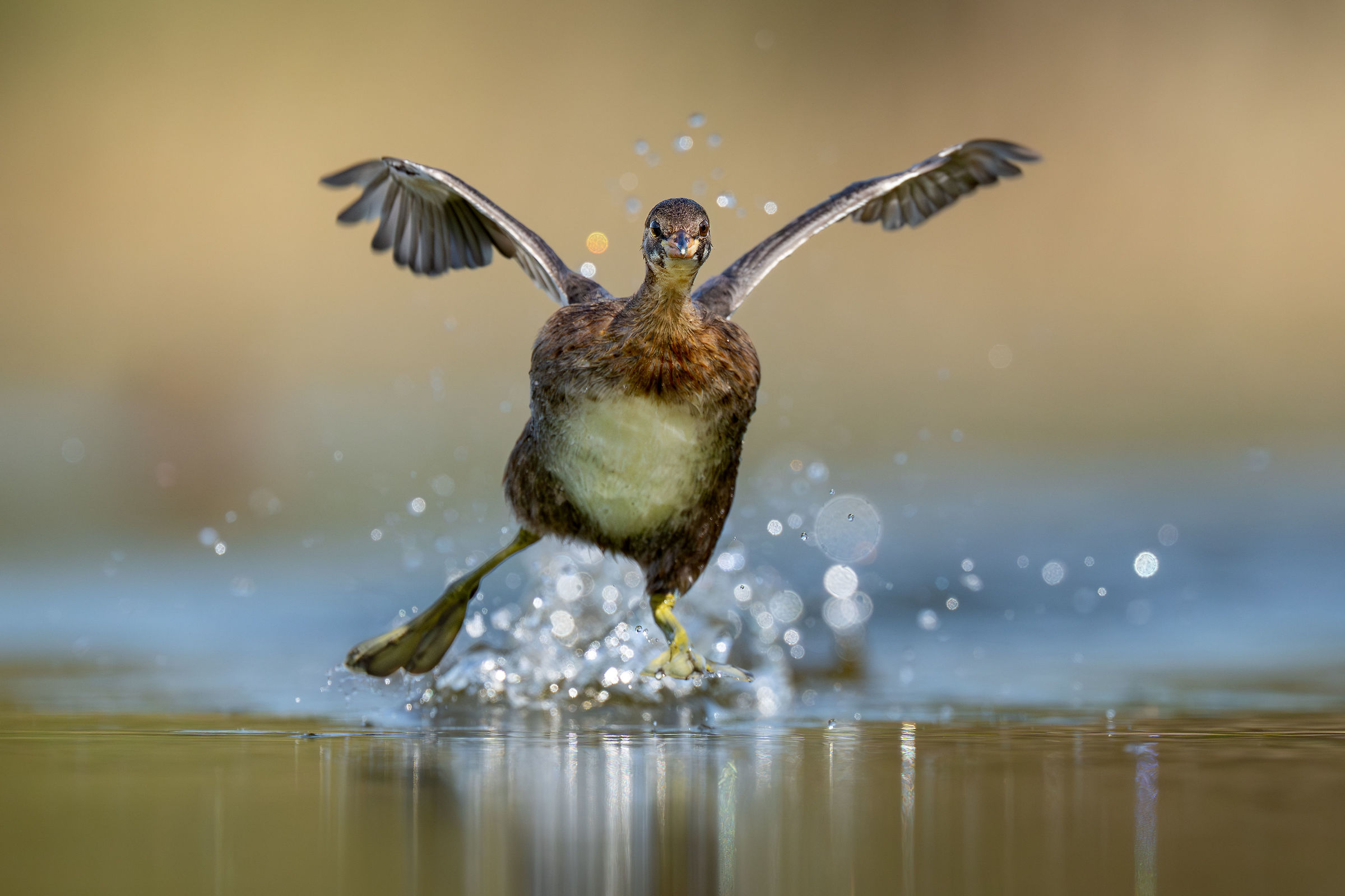 Young little grebe