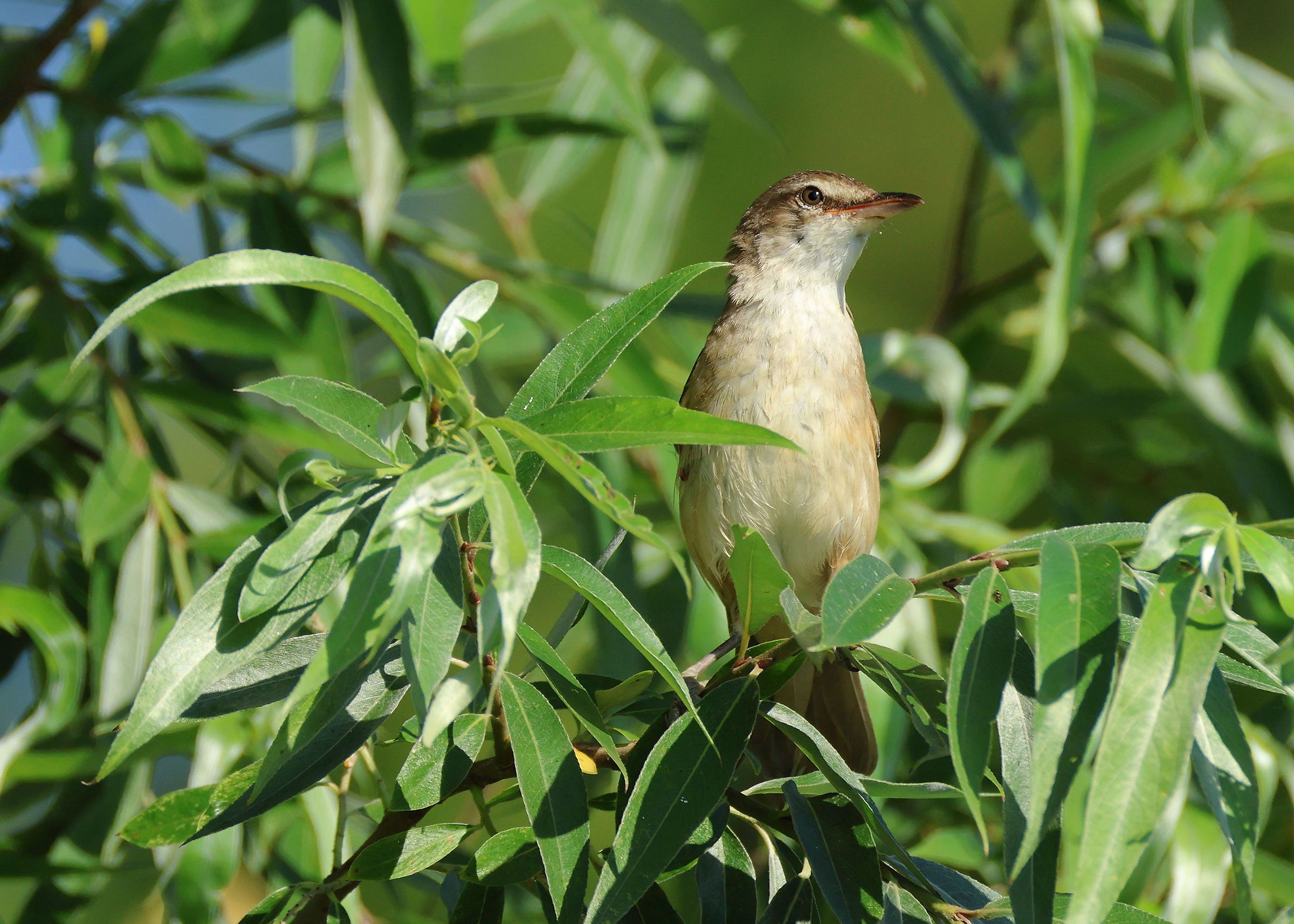 Cannareccione