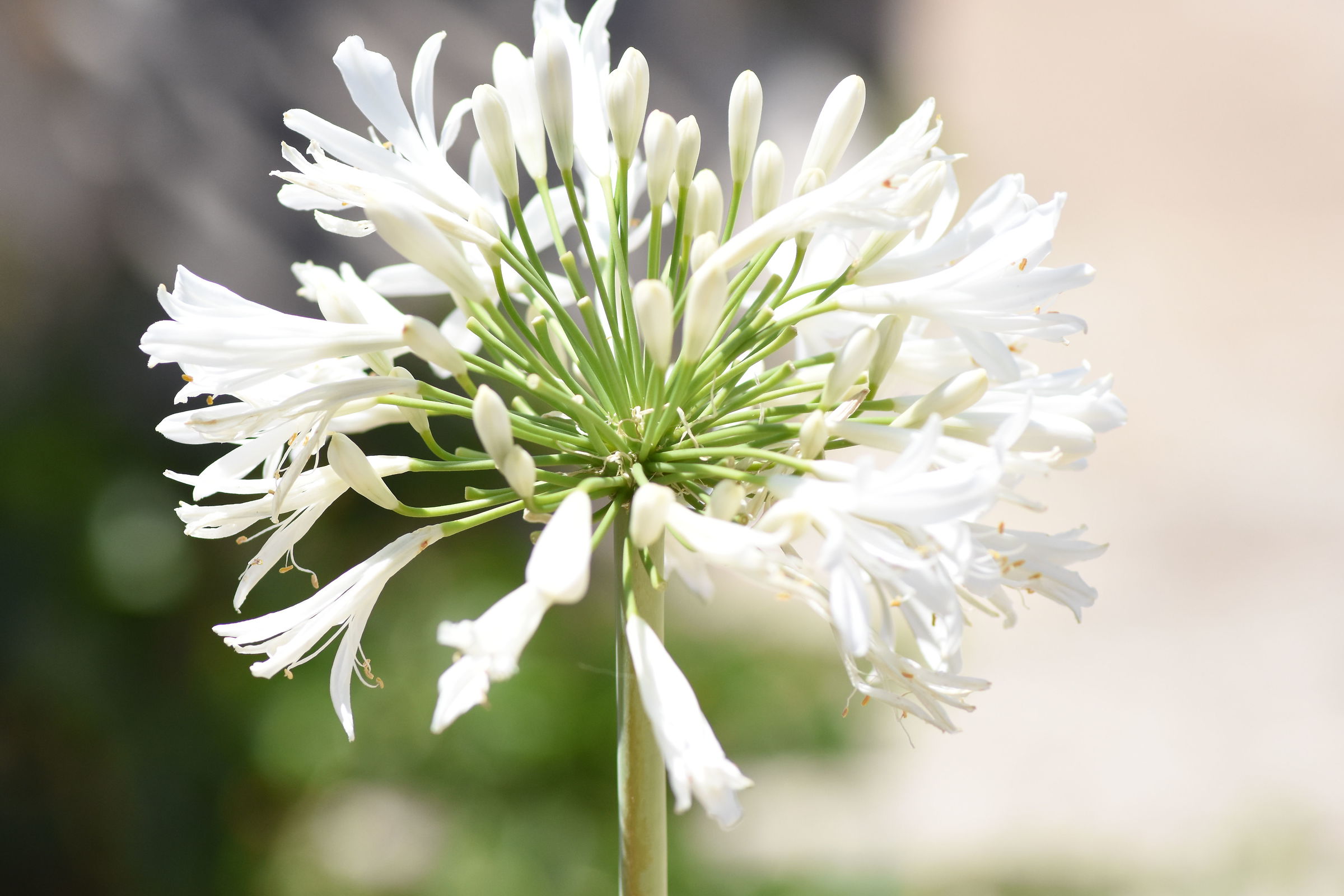 "Crop 150, 1/8 Mila "Tokina 100 F. 2.8 Atx-i- NK D 7200