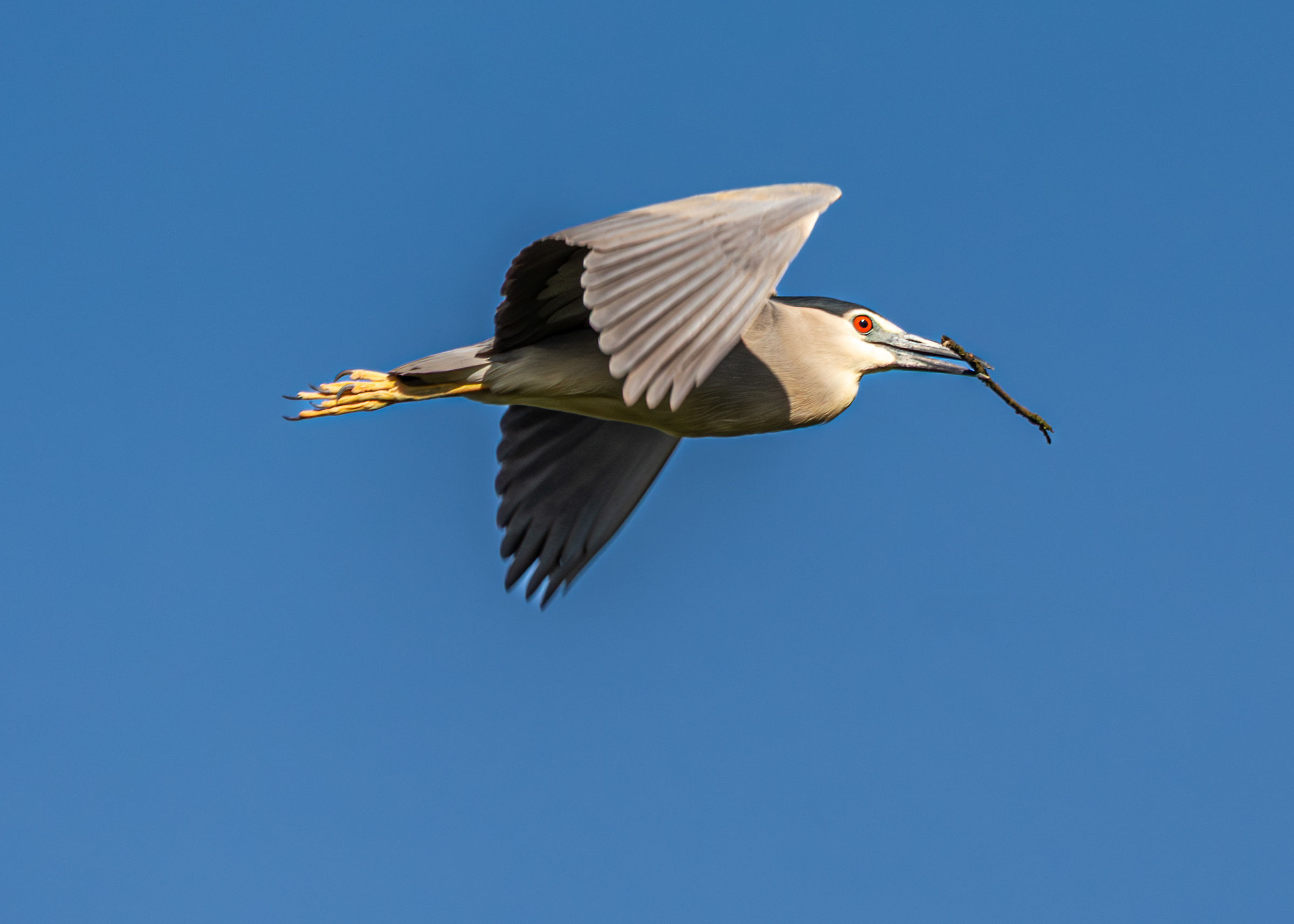 Airone nitticora