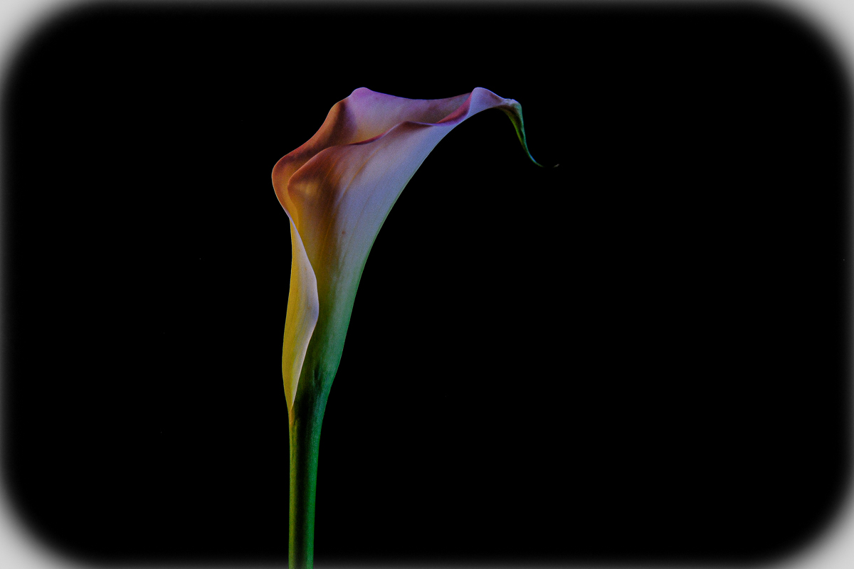 Calla
