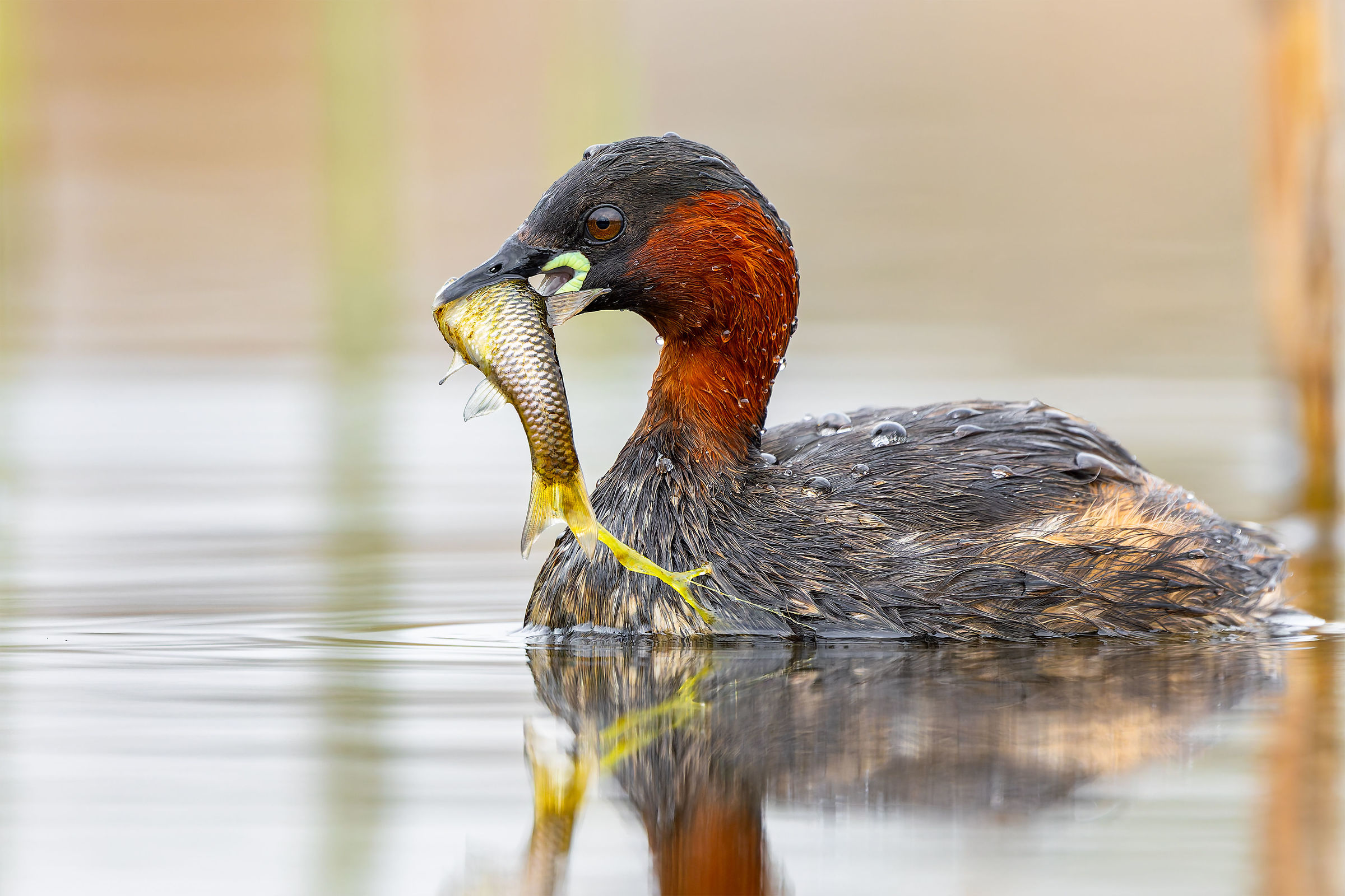 Little grebe