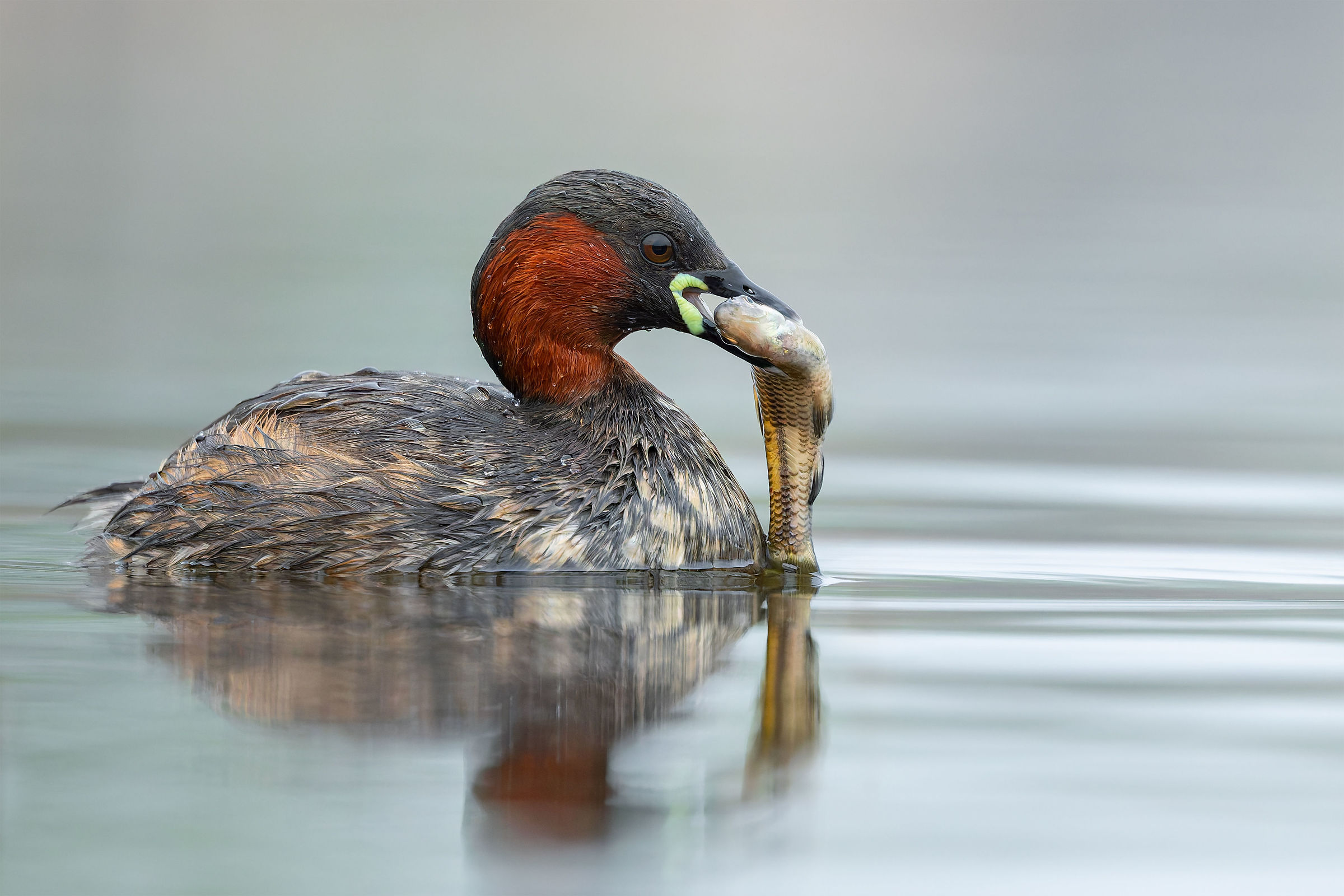 Little grebe