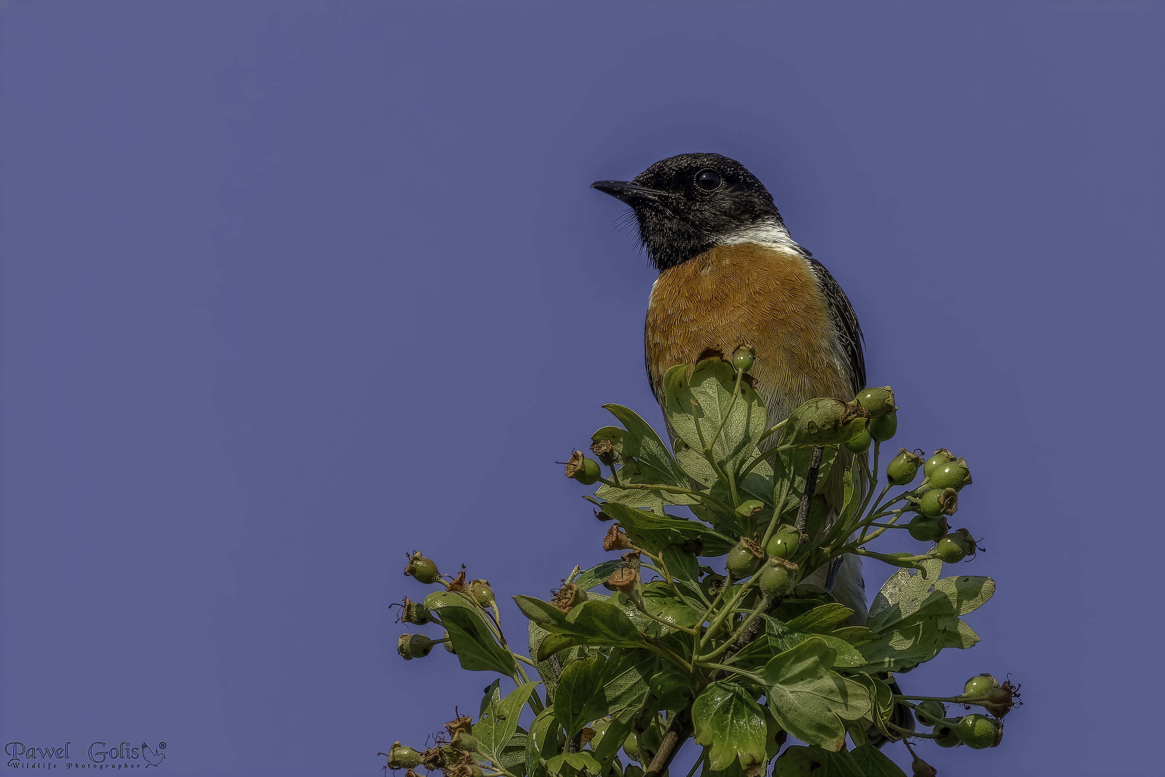 European stonechat (Saxicola rubicola)