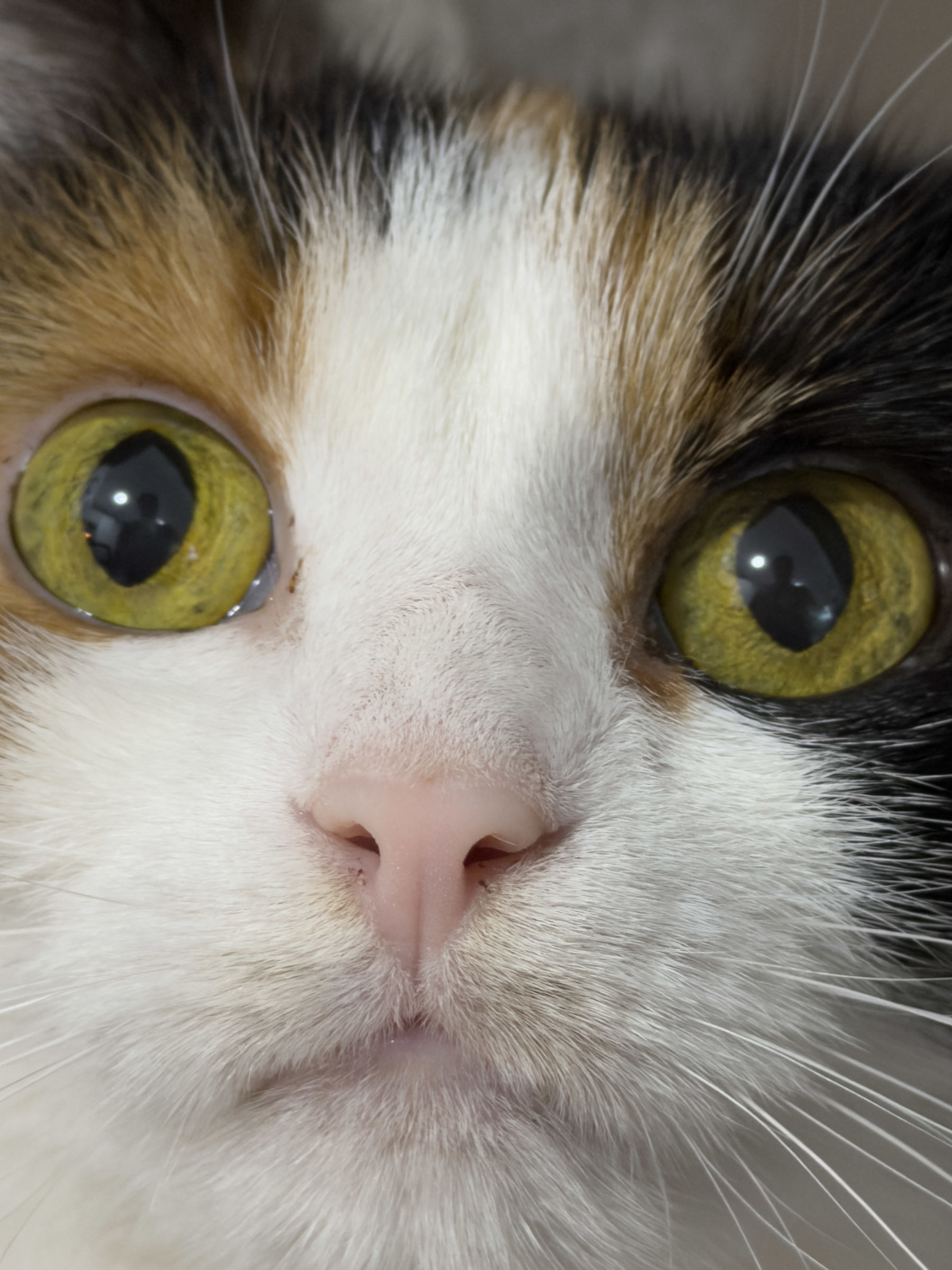 Lola's eyes
