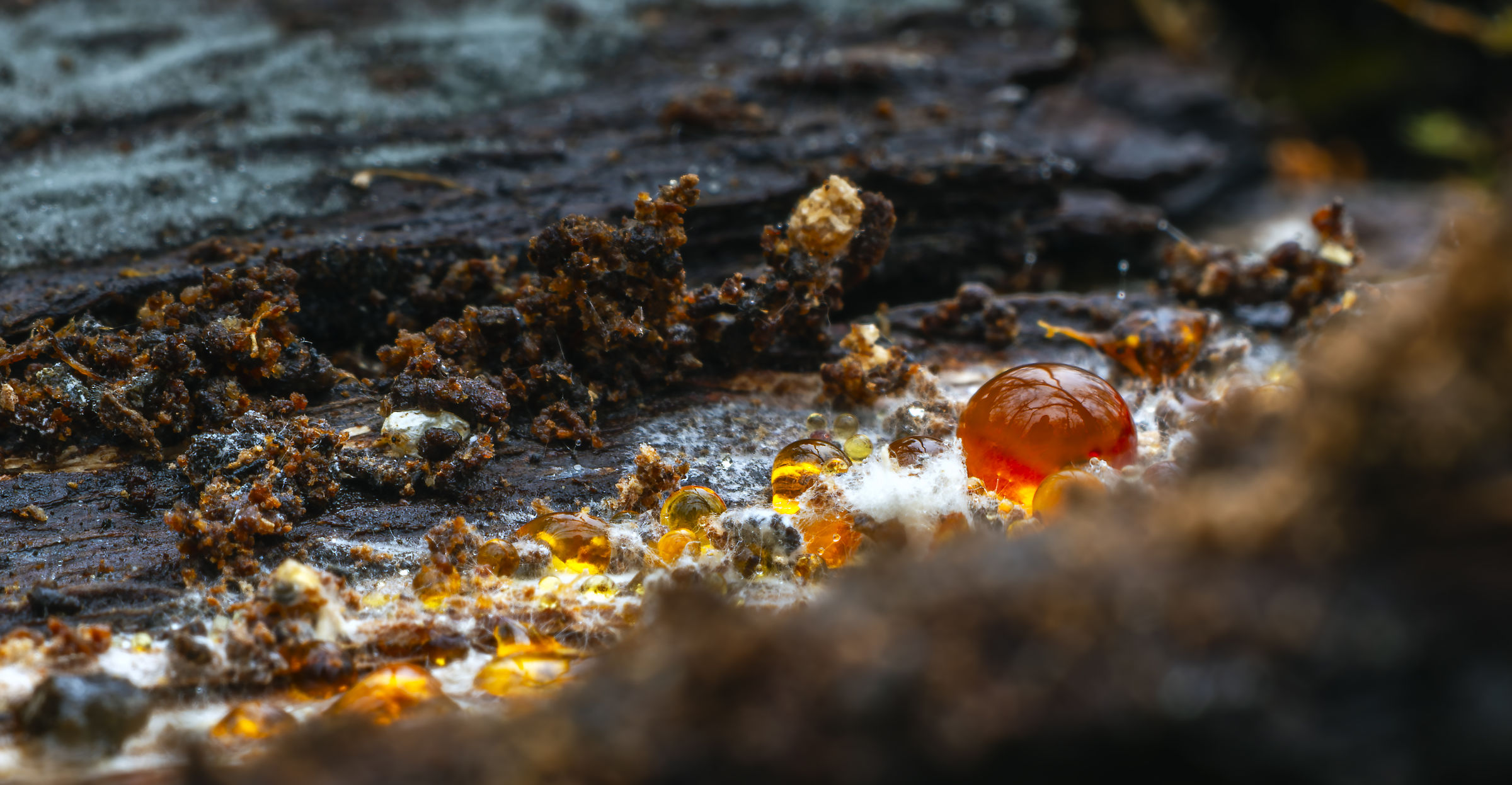 The World Beneath the Crust