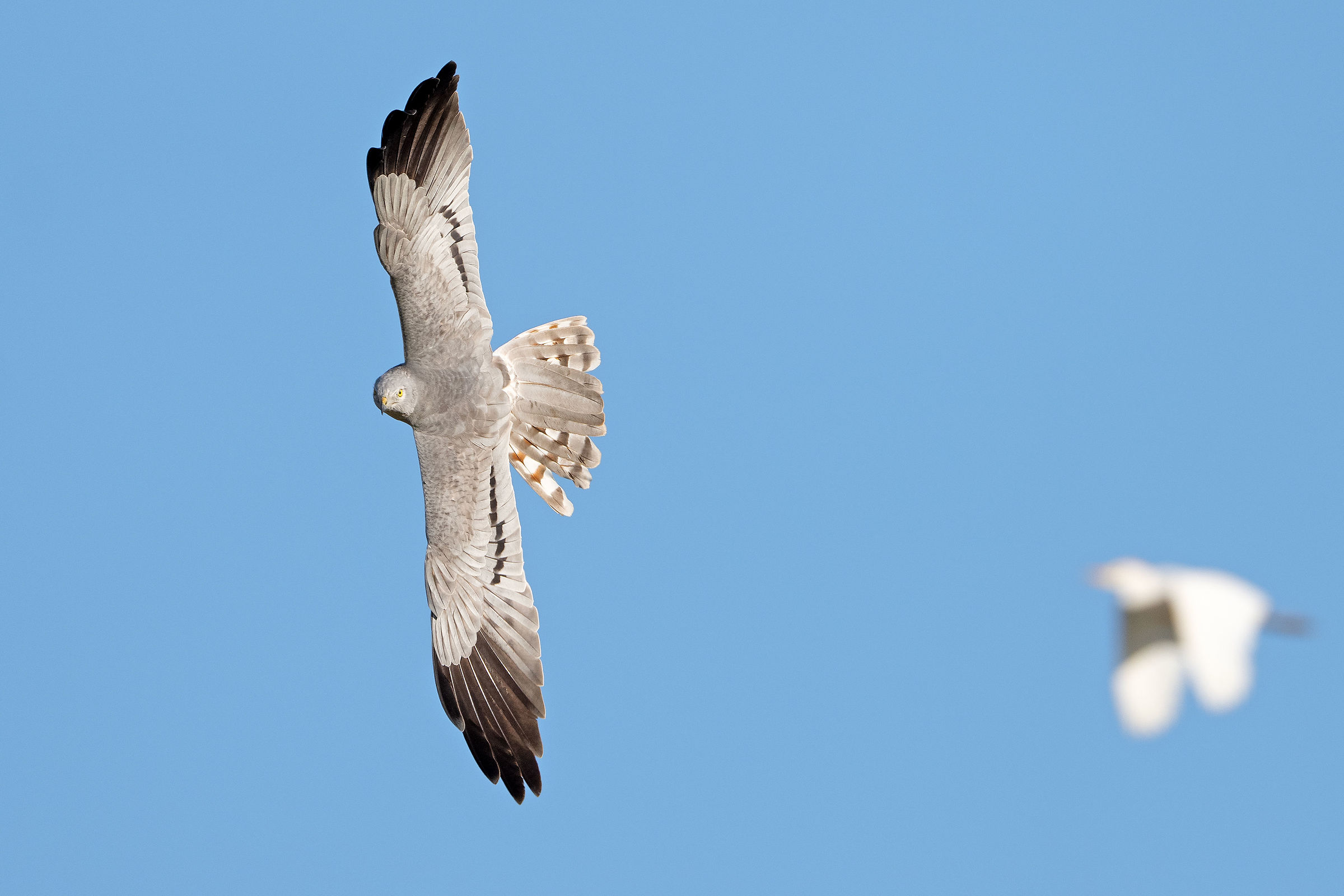 Montagu's Harrier (m)