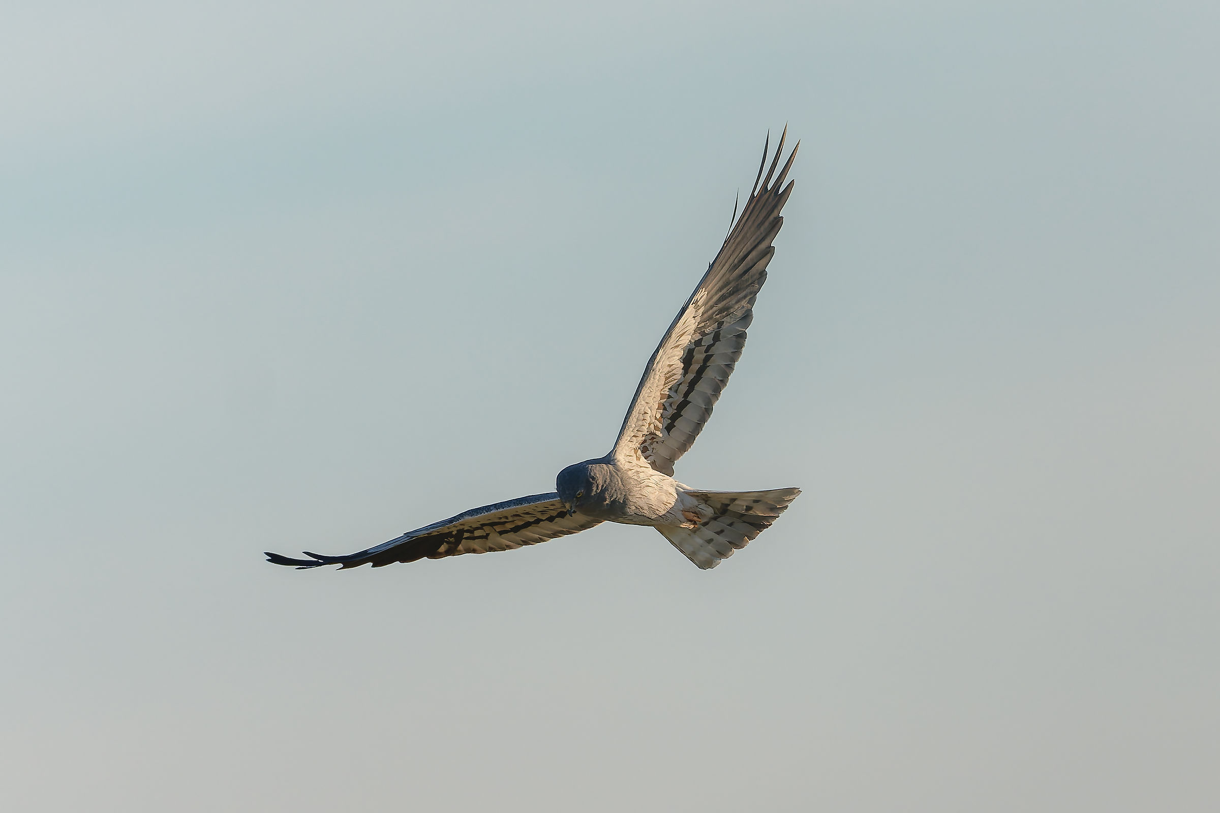 Montagu's Harrier in golden light
