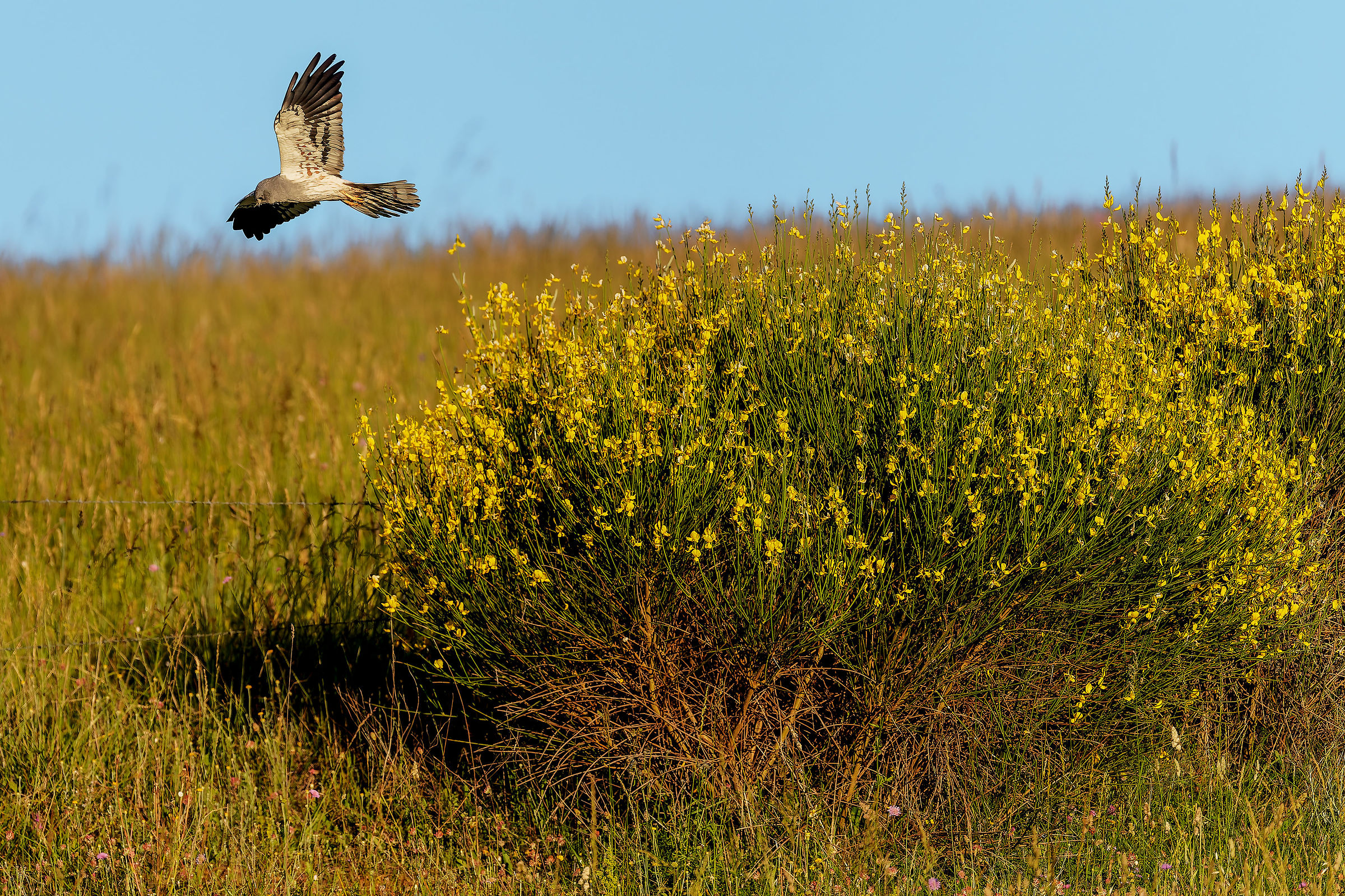 Montagu's Harrier in golden light