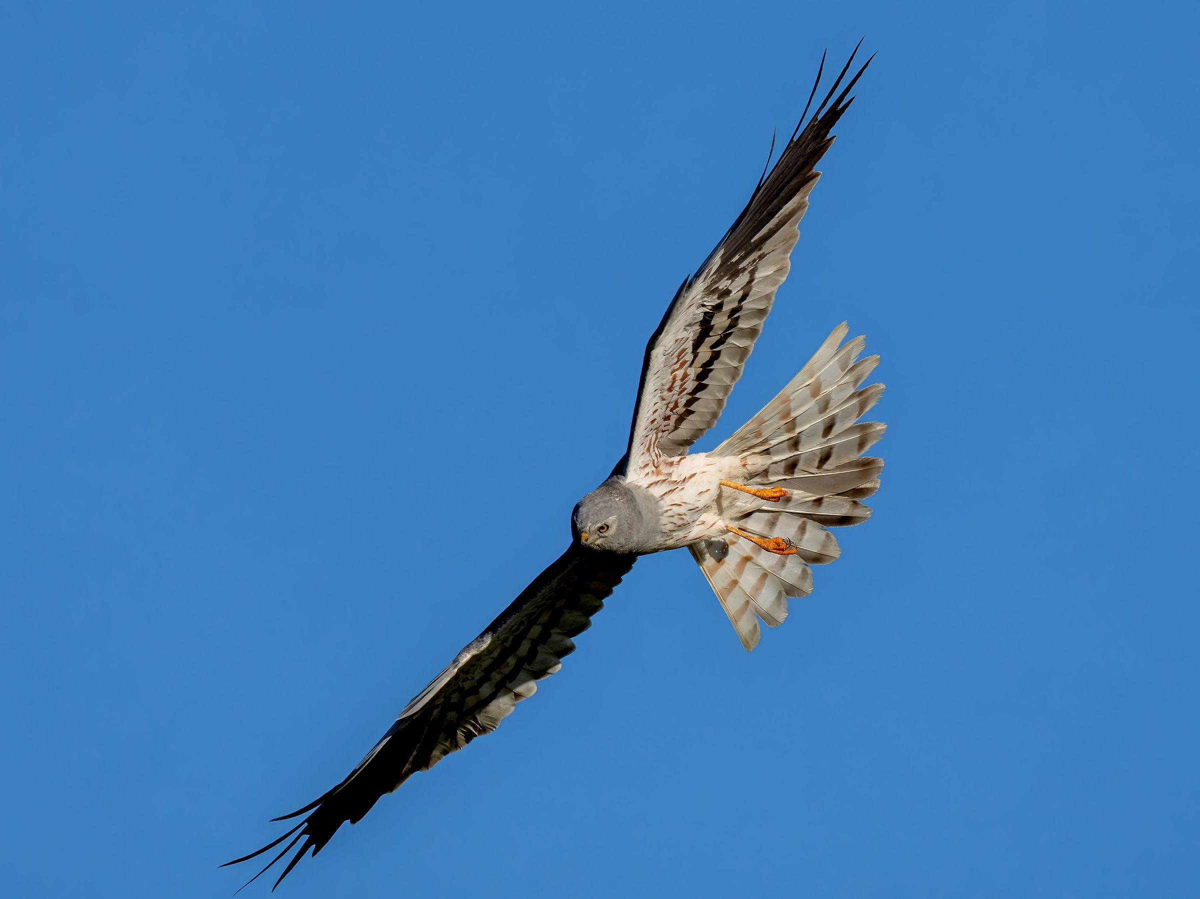 Montagu's Harrier (Circus pygargus)