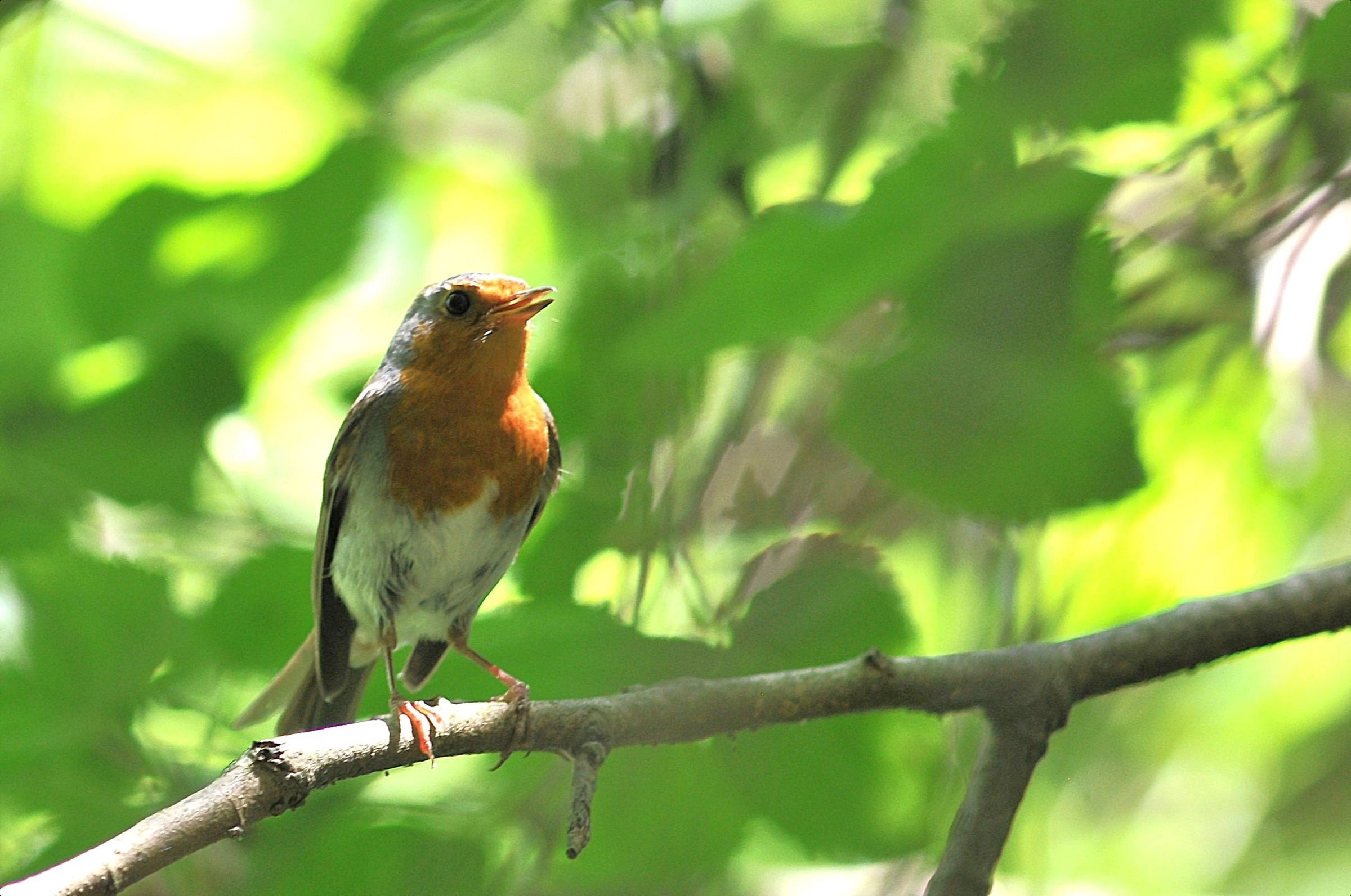 Robin