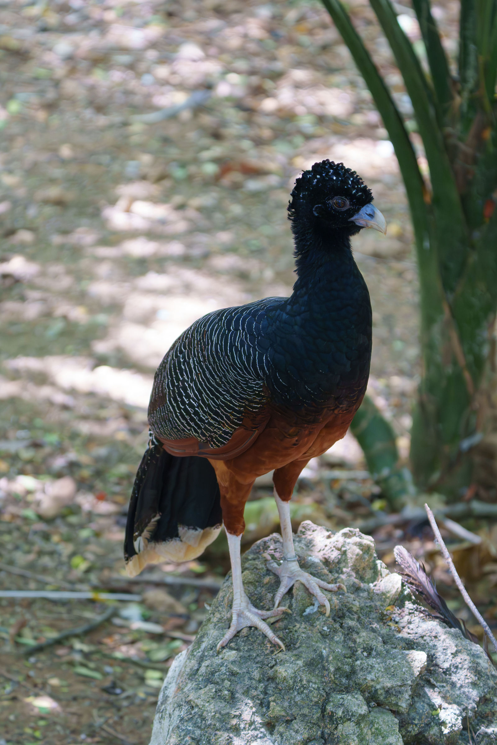 Colombia- Hocco beccazzurro