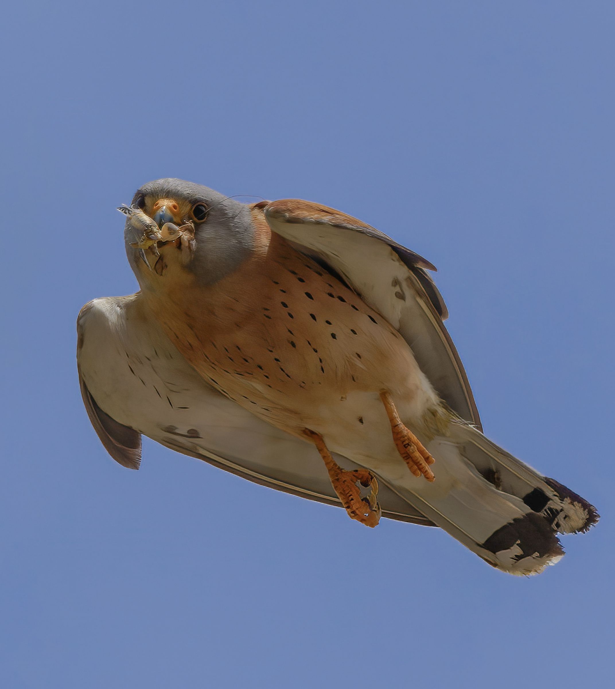 Falco Grillaio