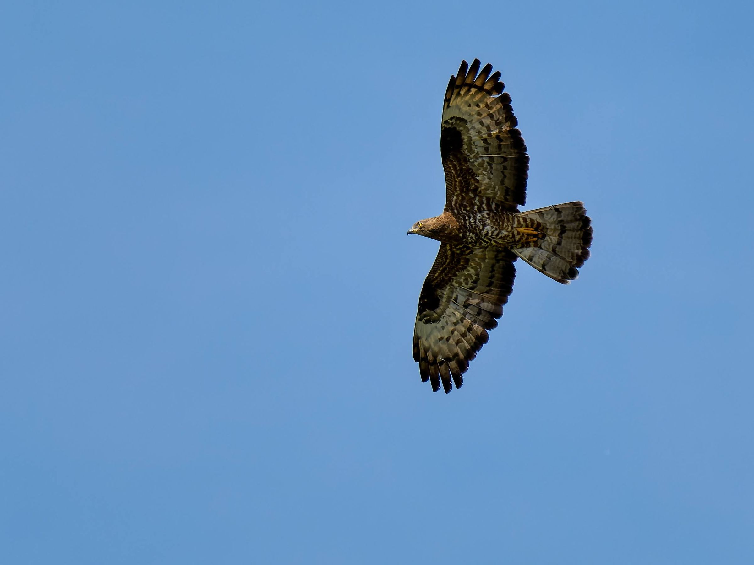 Falco pecchiaiolo