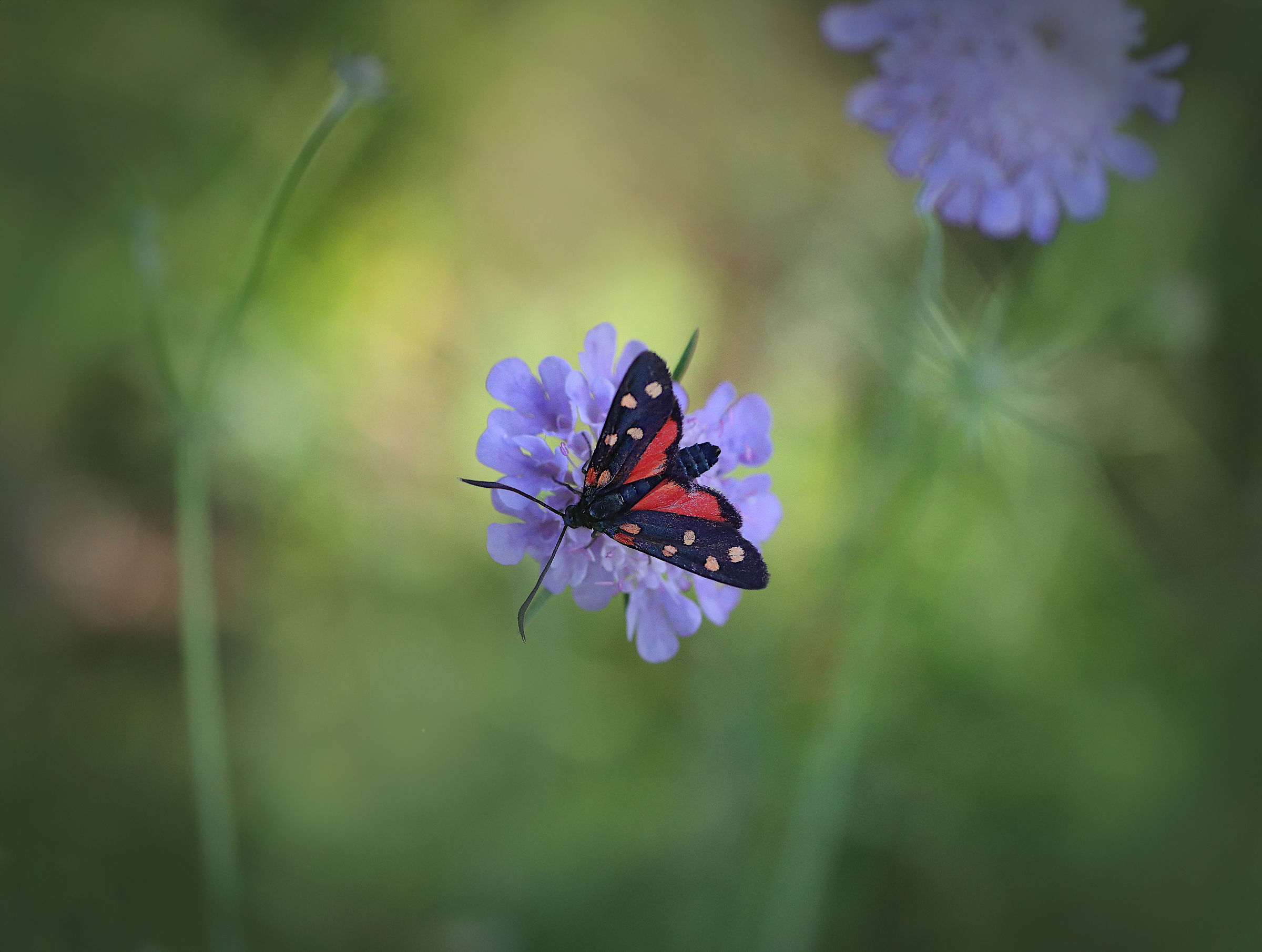Zygaena