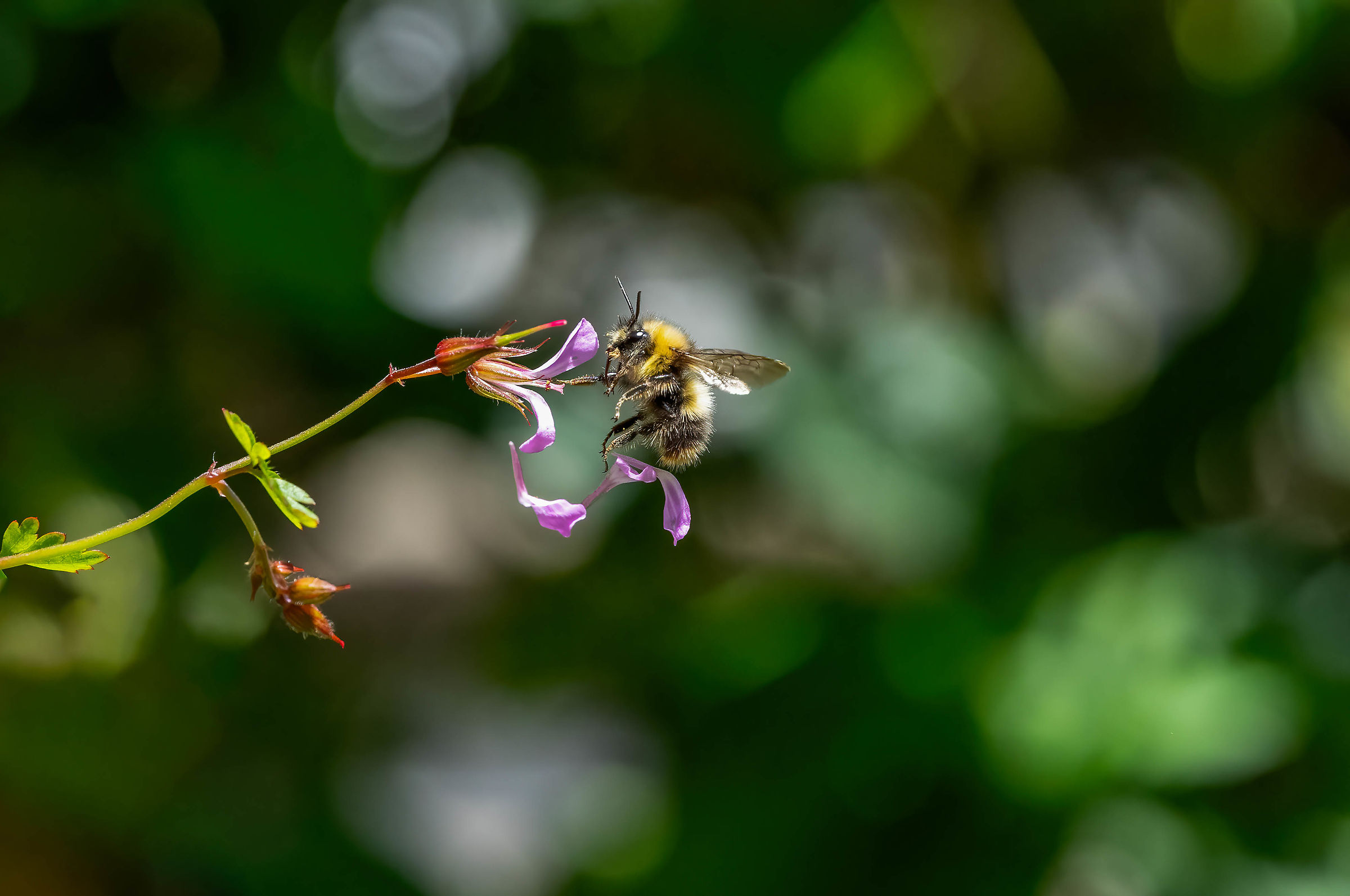 Bee