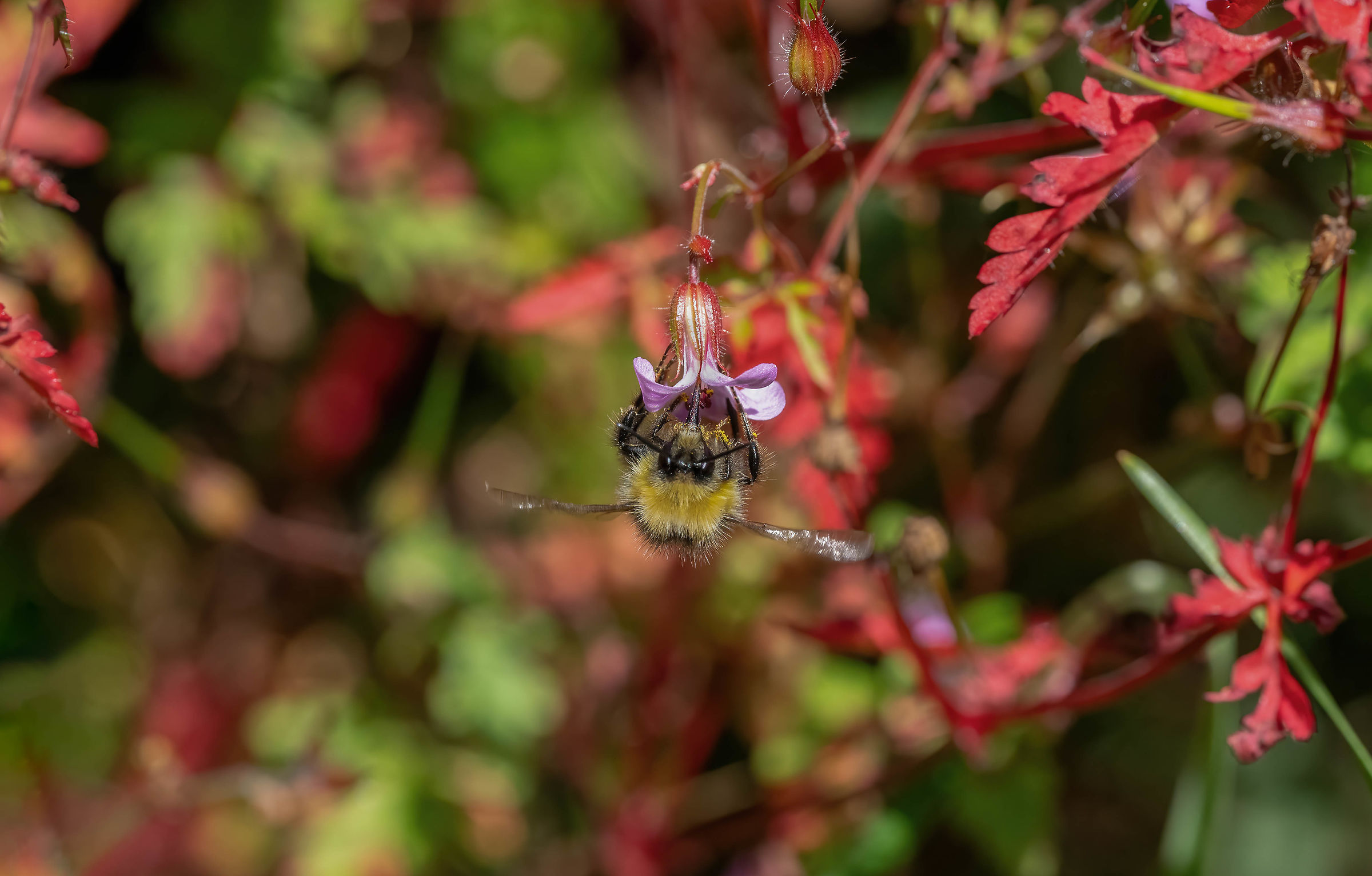Bee