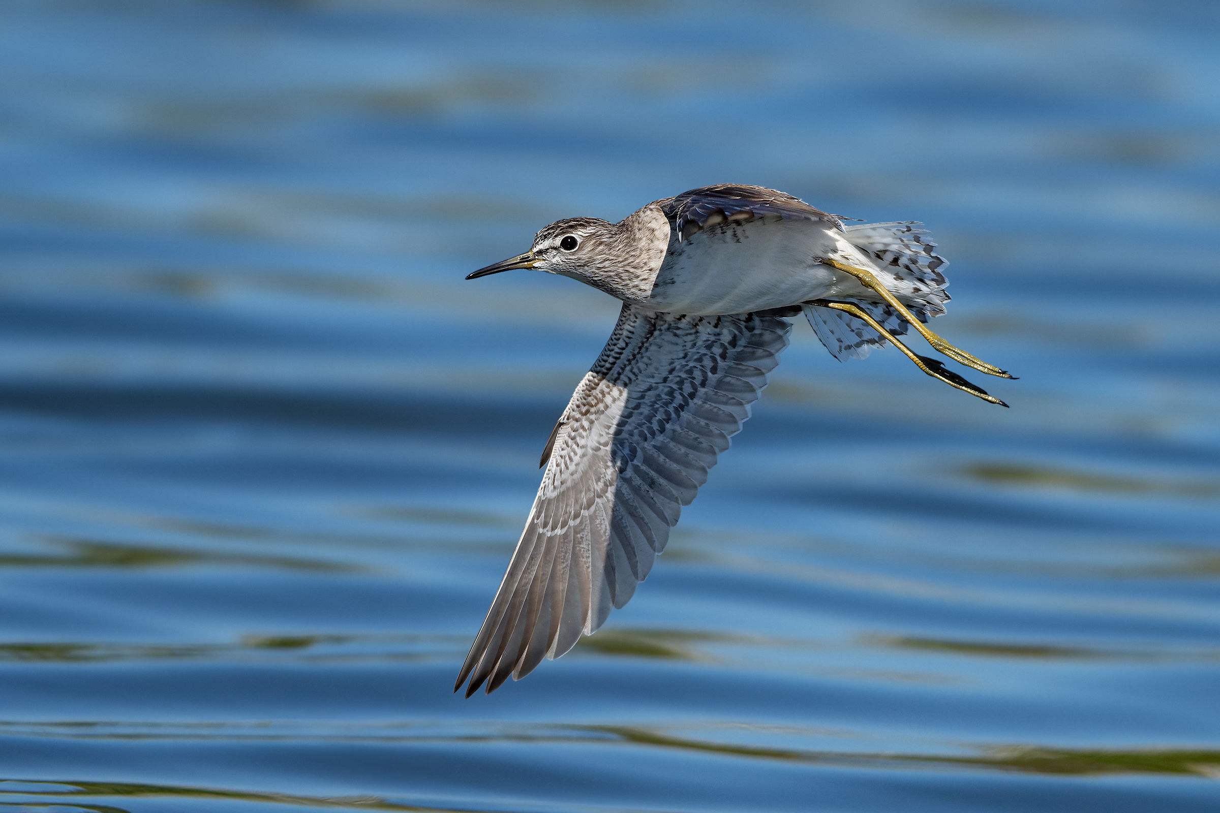 Wood Sandpiper