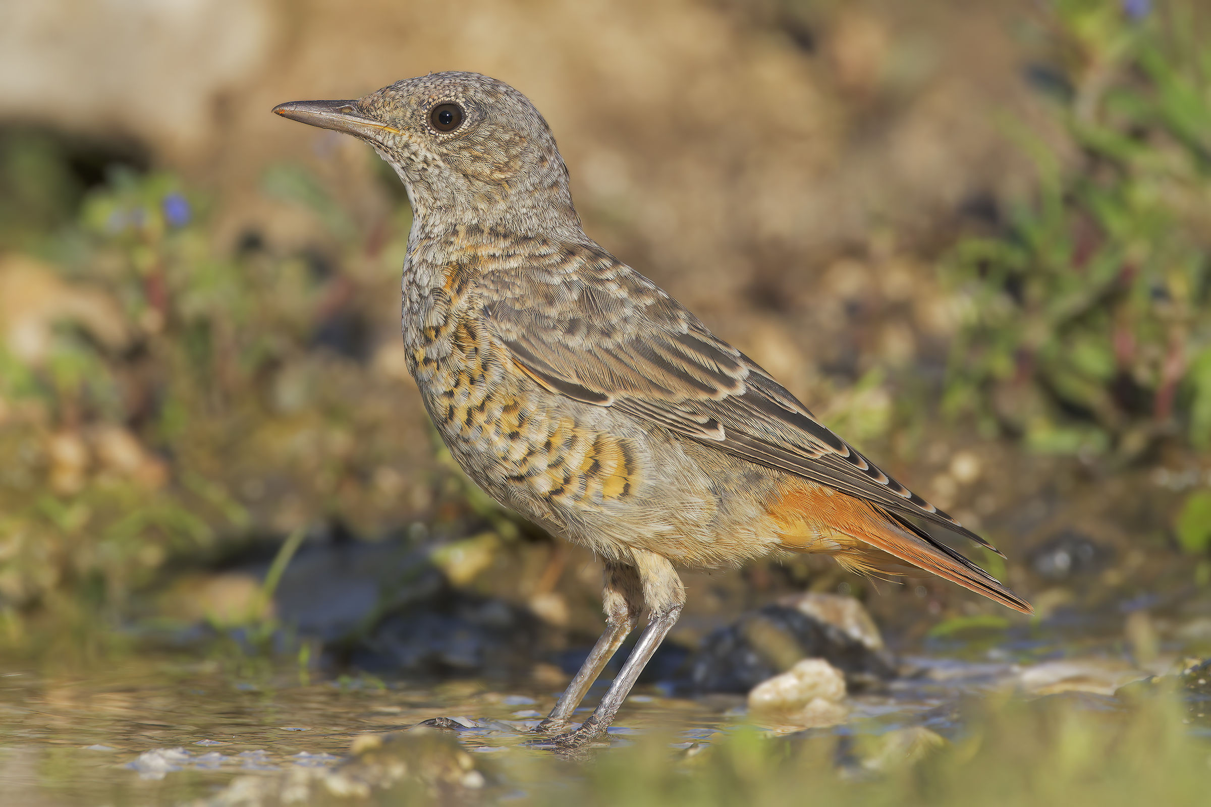 Juv Redstart.