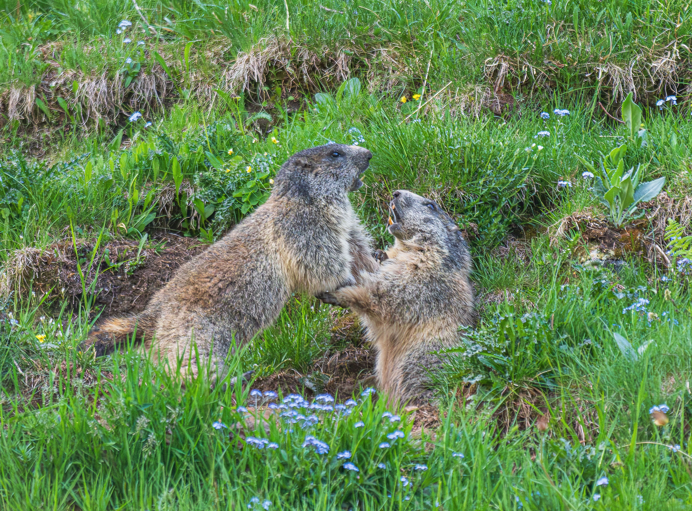 Marmotte litigiose
