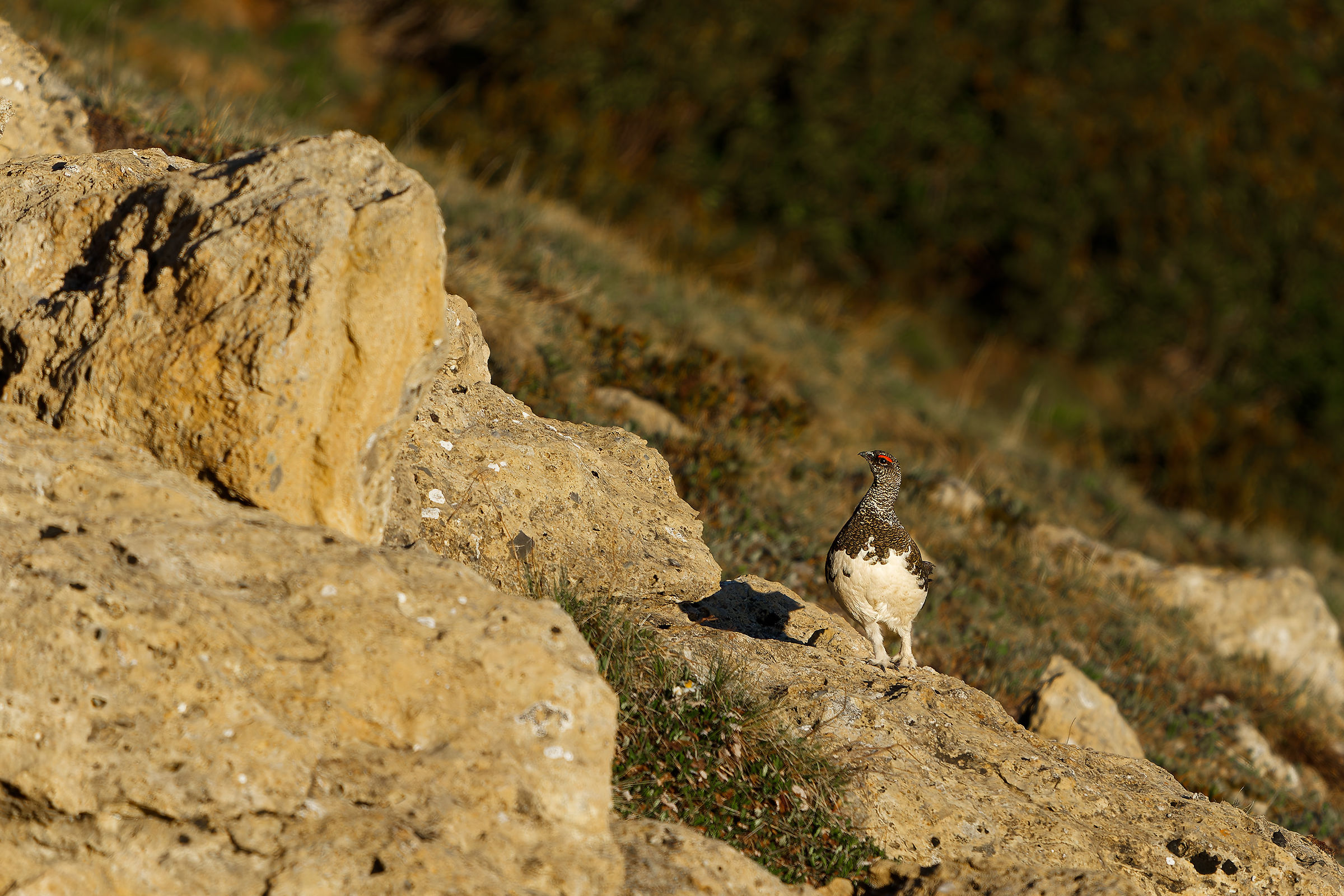 Looking at the mountain. Rock ptarmigan.