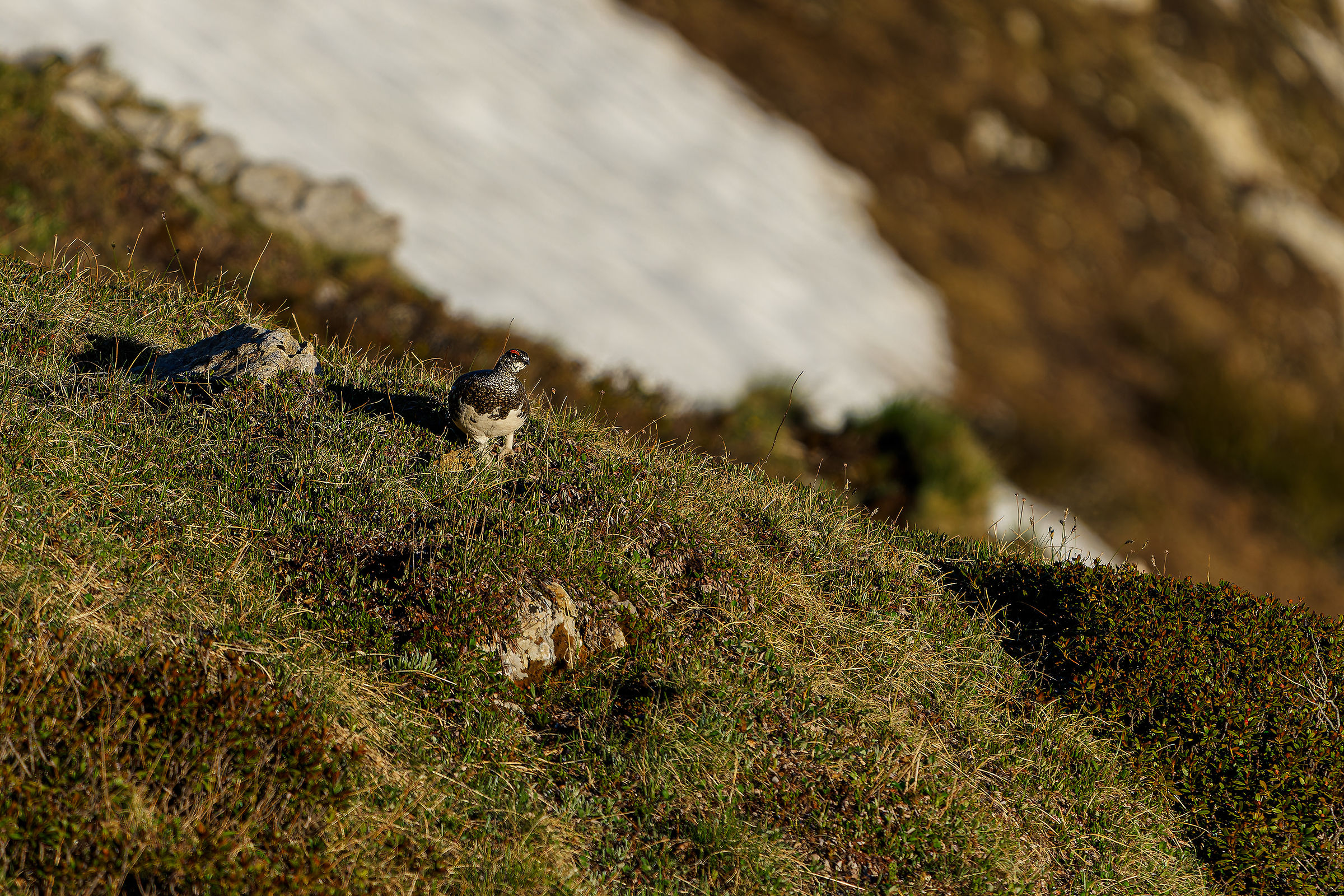 White in green. ptarmigan in the room